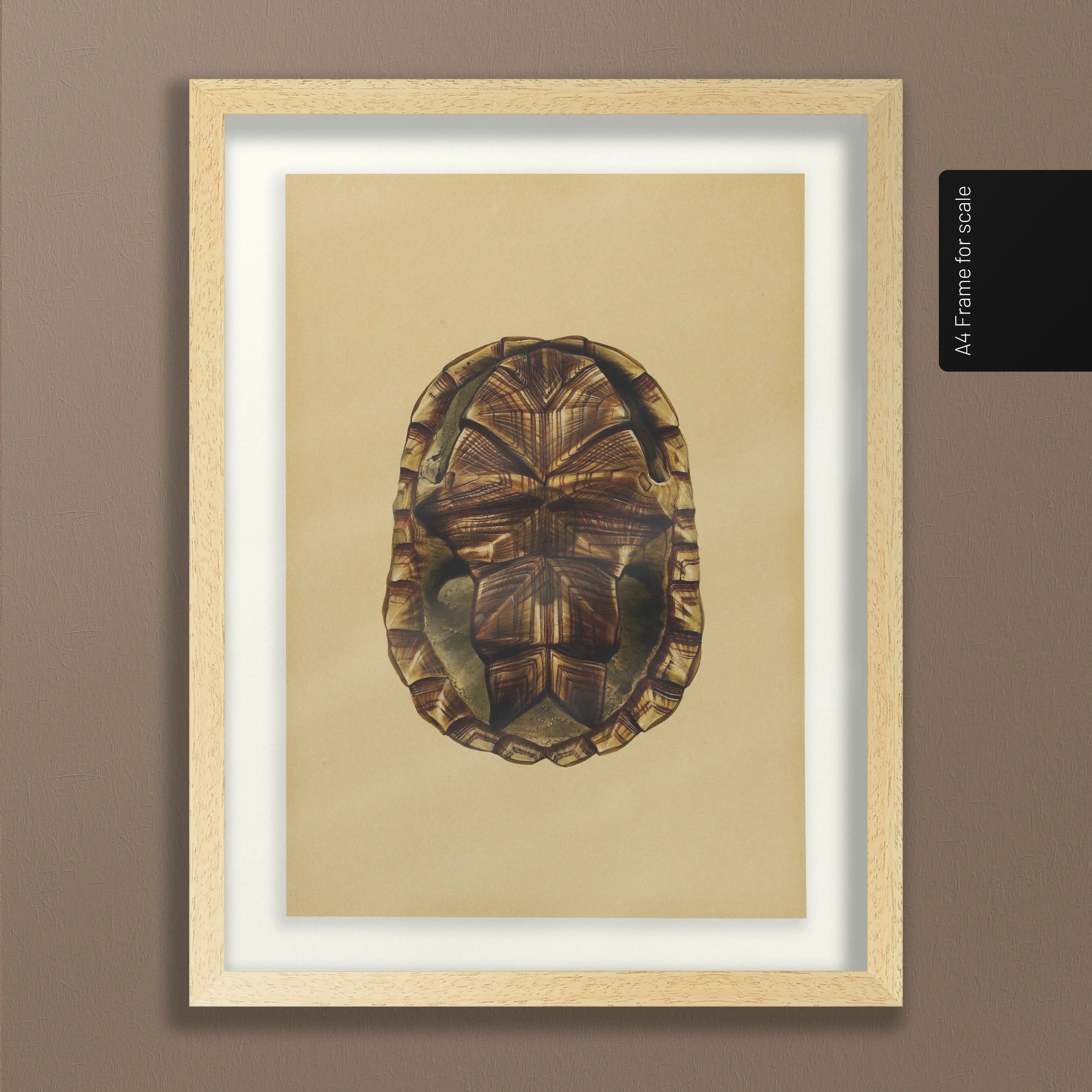 Natural History: Plate No. 09