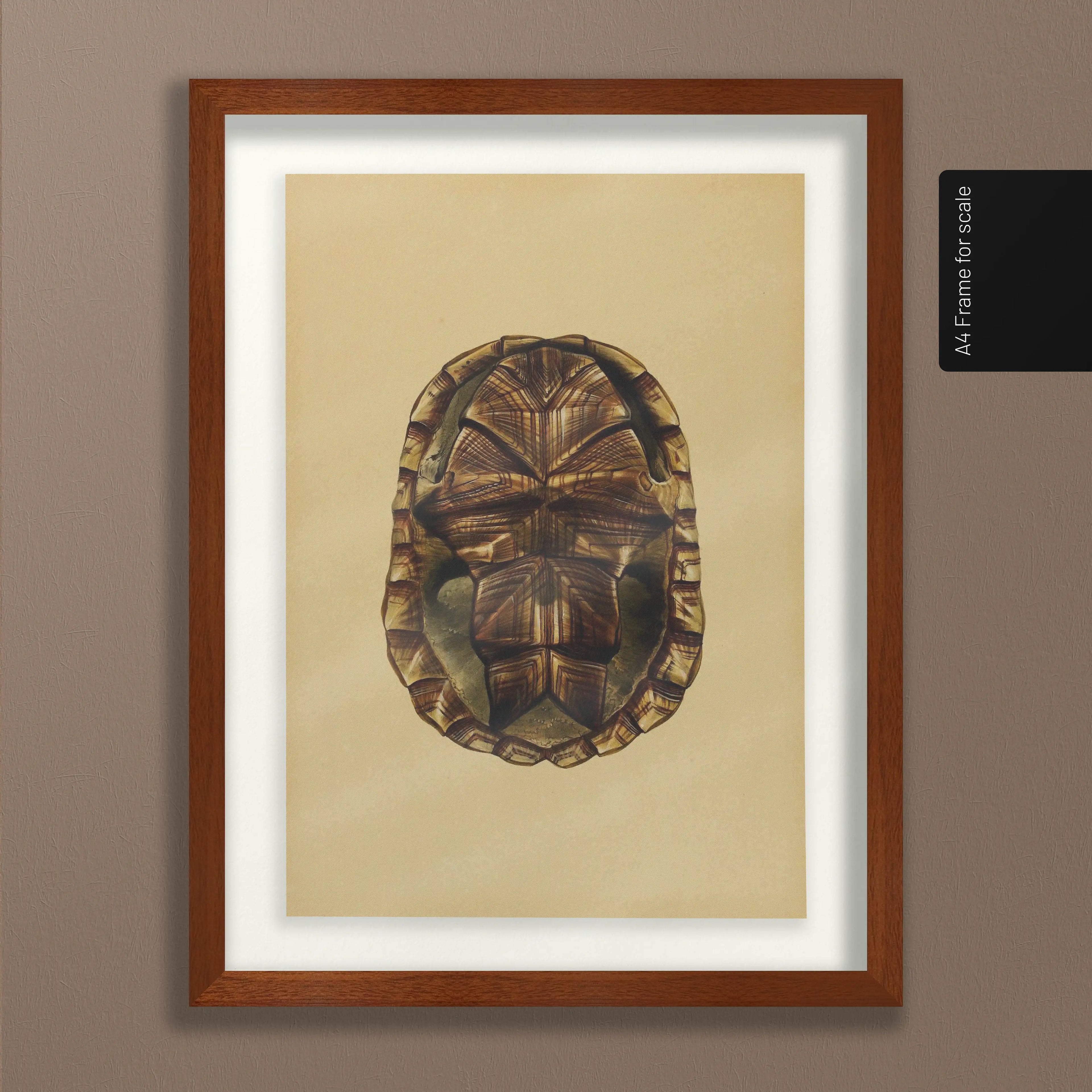 Natural History: Plate No. 09