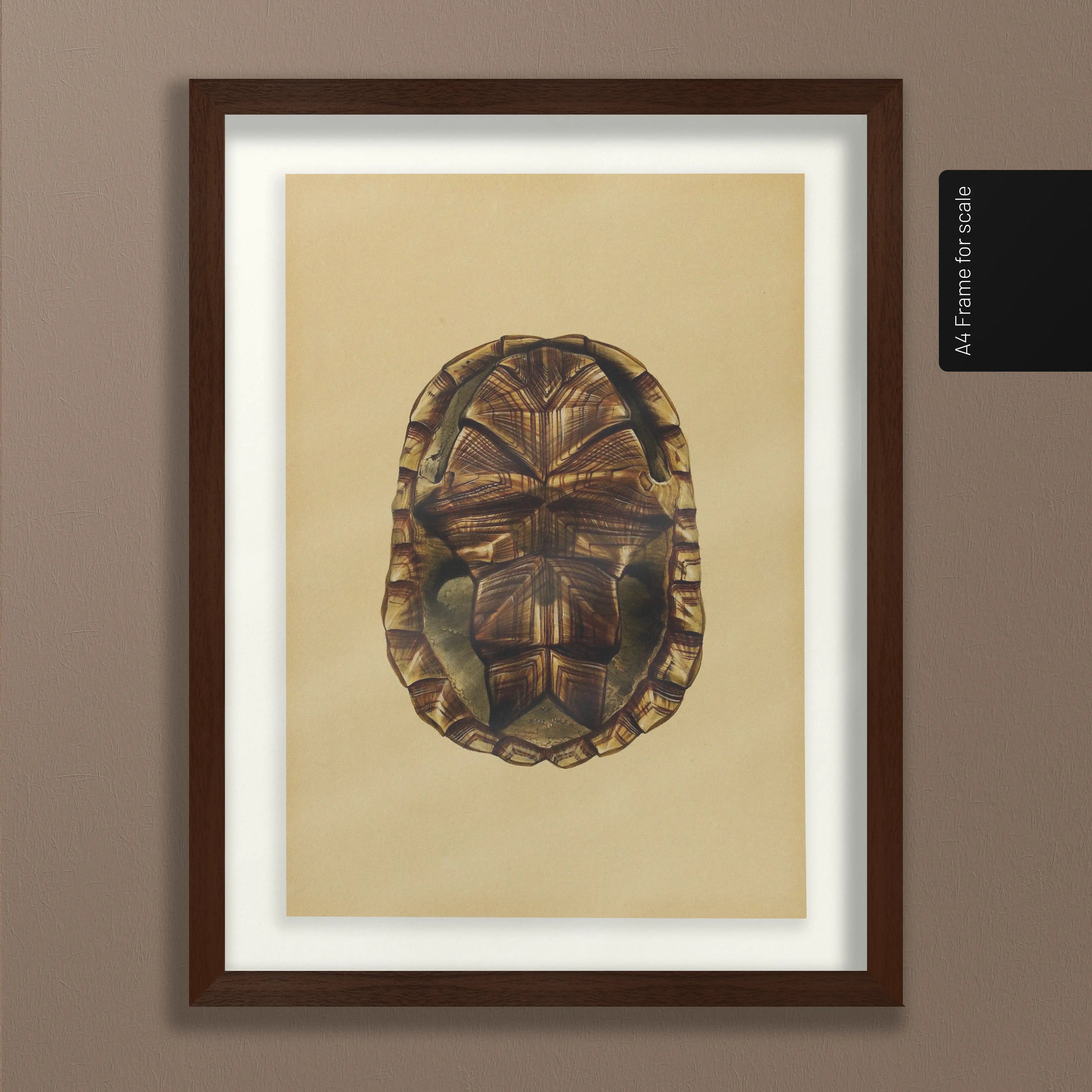 Natural History: Plate No. 09
