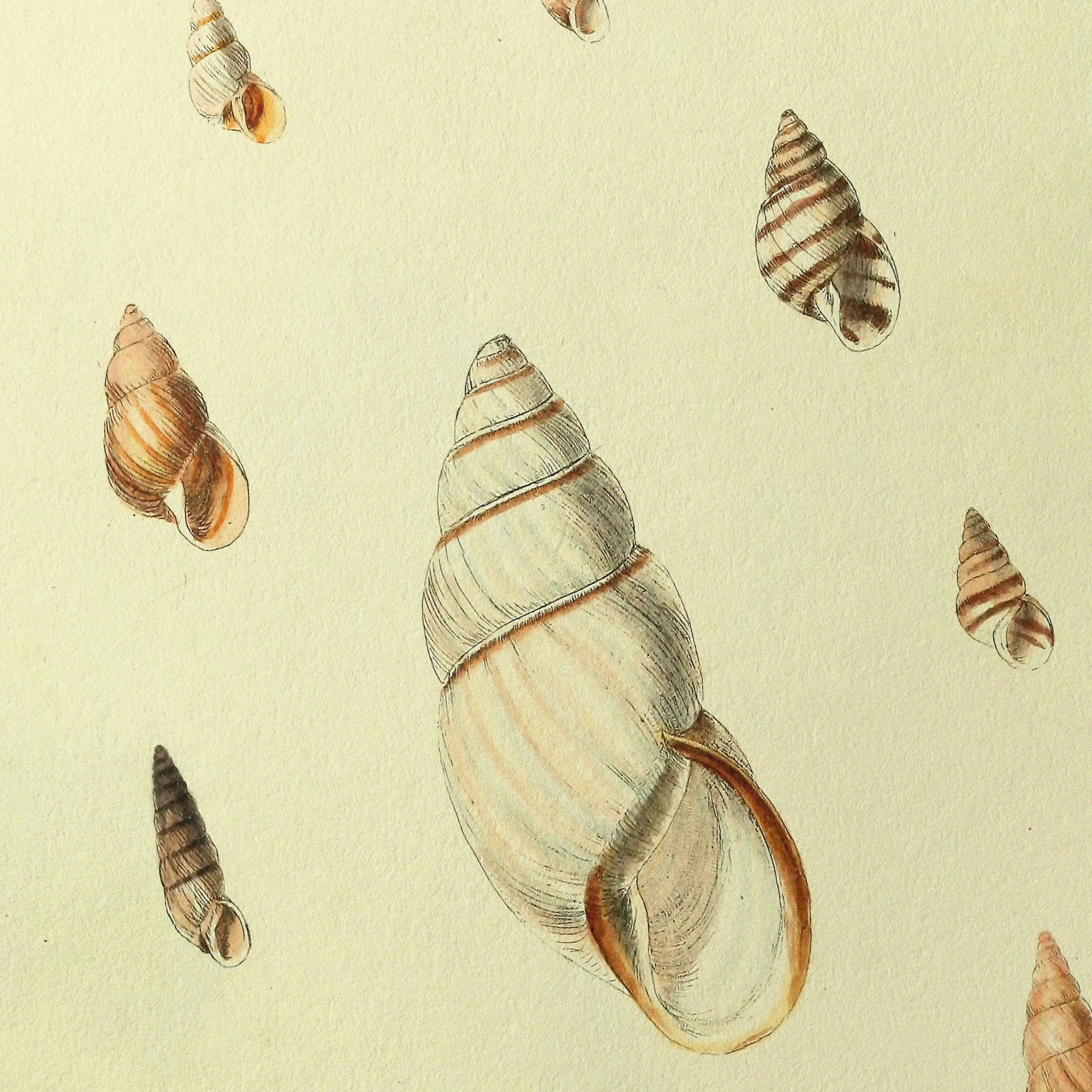 Natural History: Plate No. 10