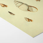Natural History: Plate No. 10