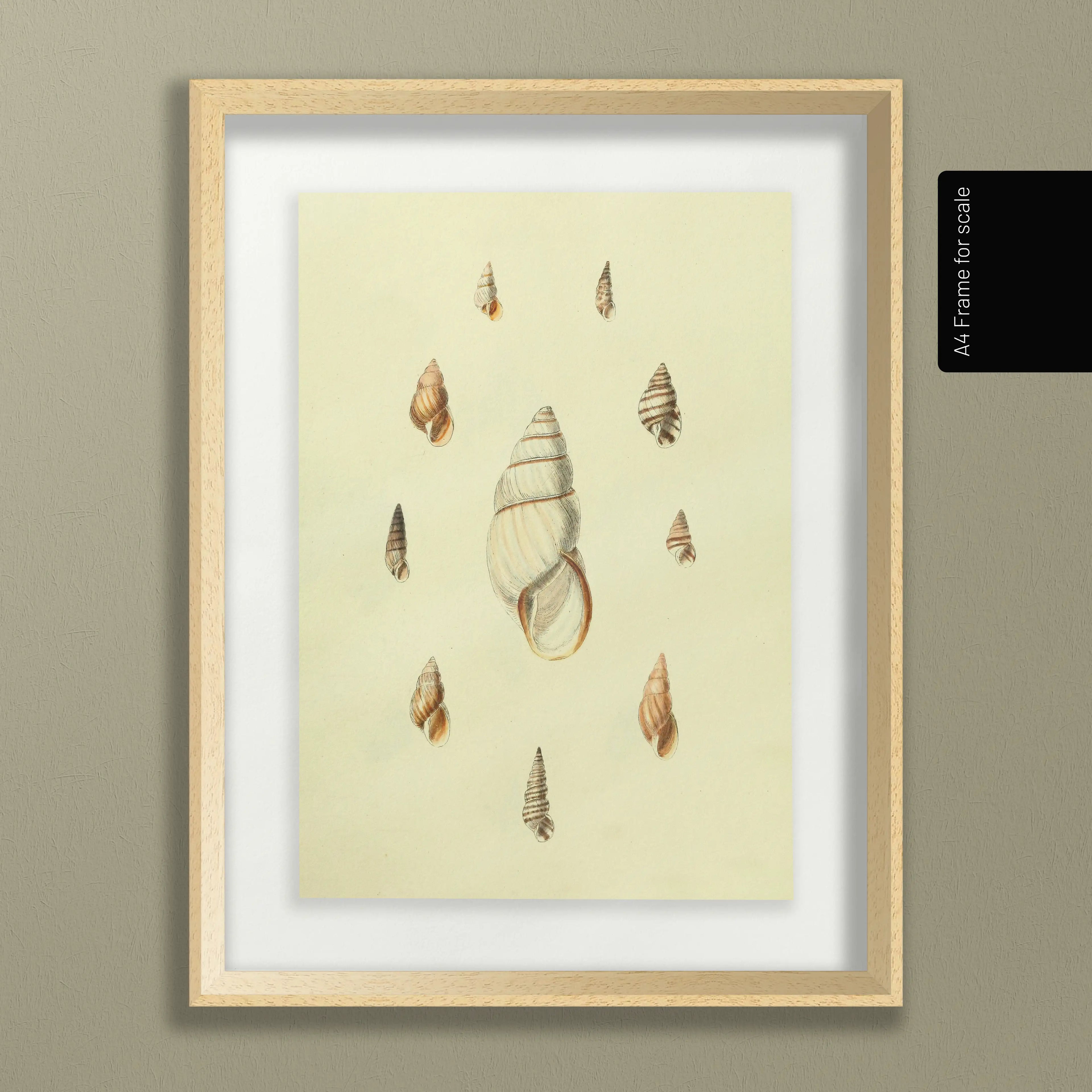 Natural History: Plate No. 10