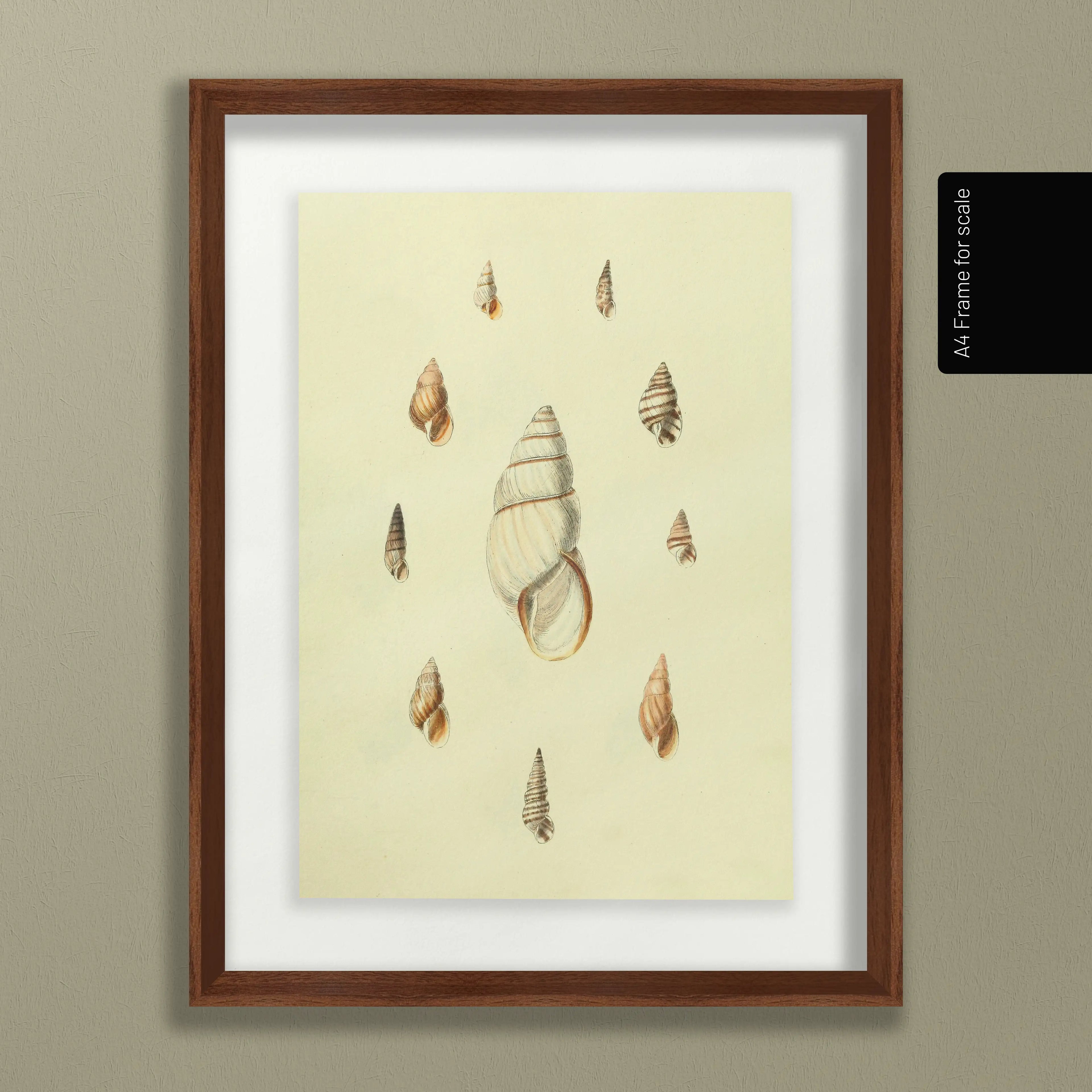 Natural History: Plate No. 10