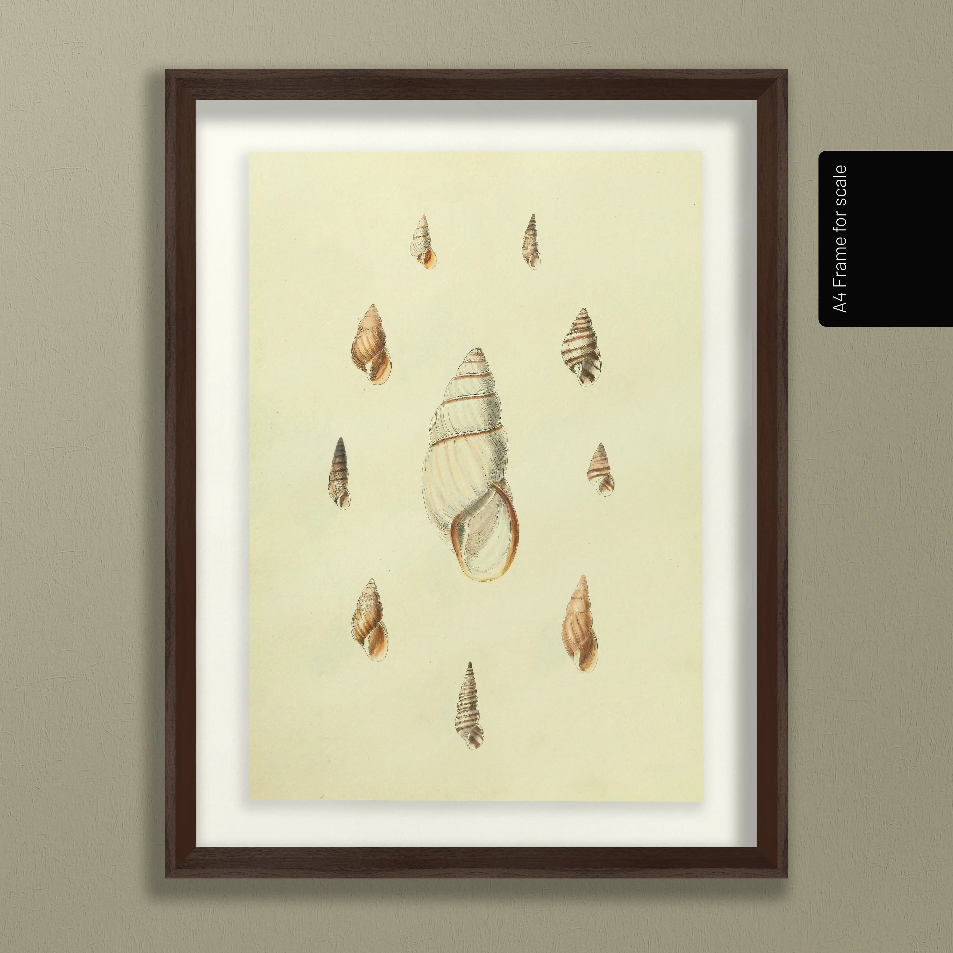 Natural History: Plate No. 10