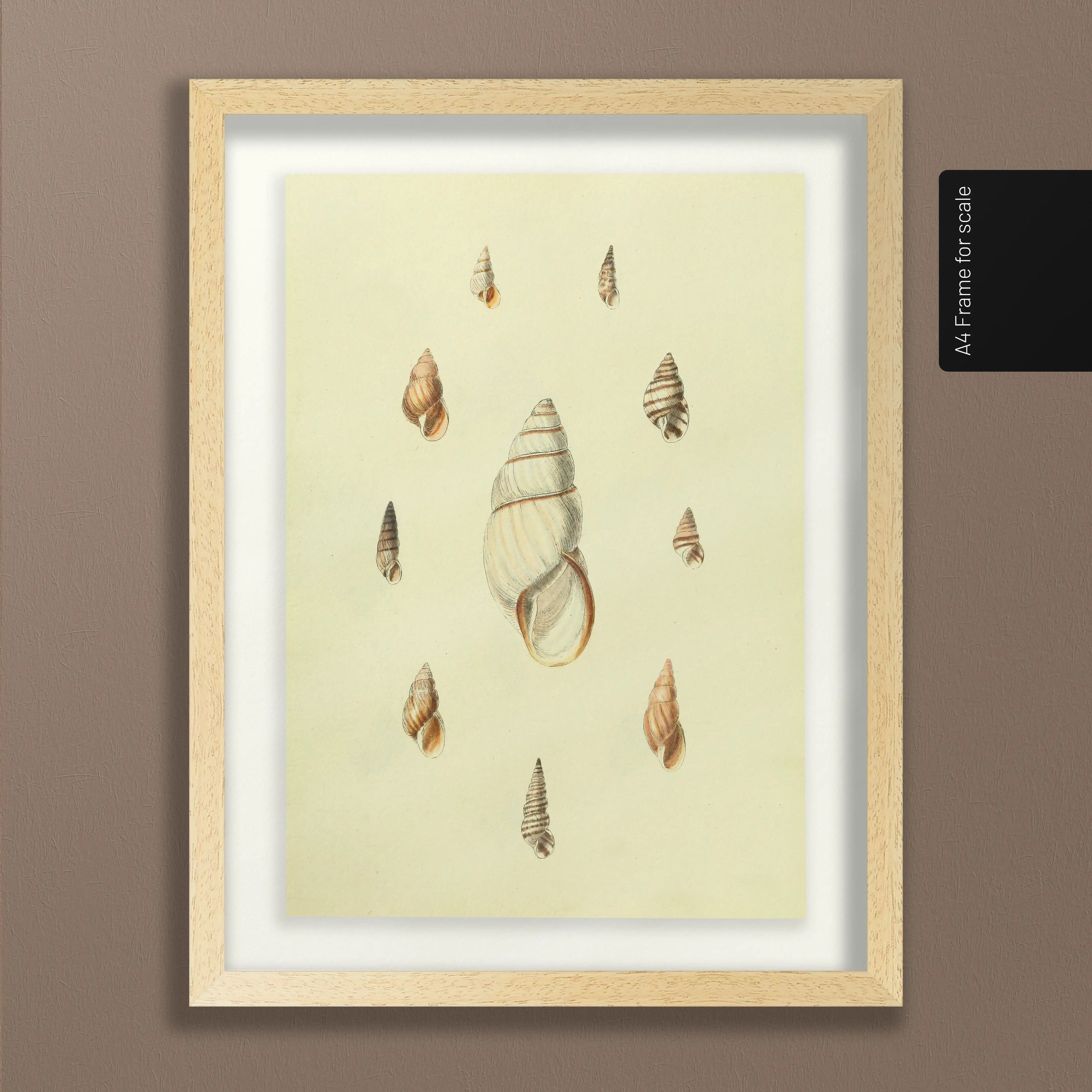 Natural History: Plate No. 10