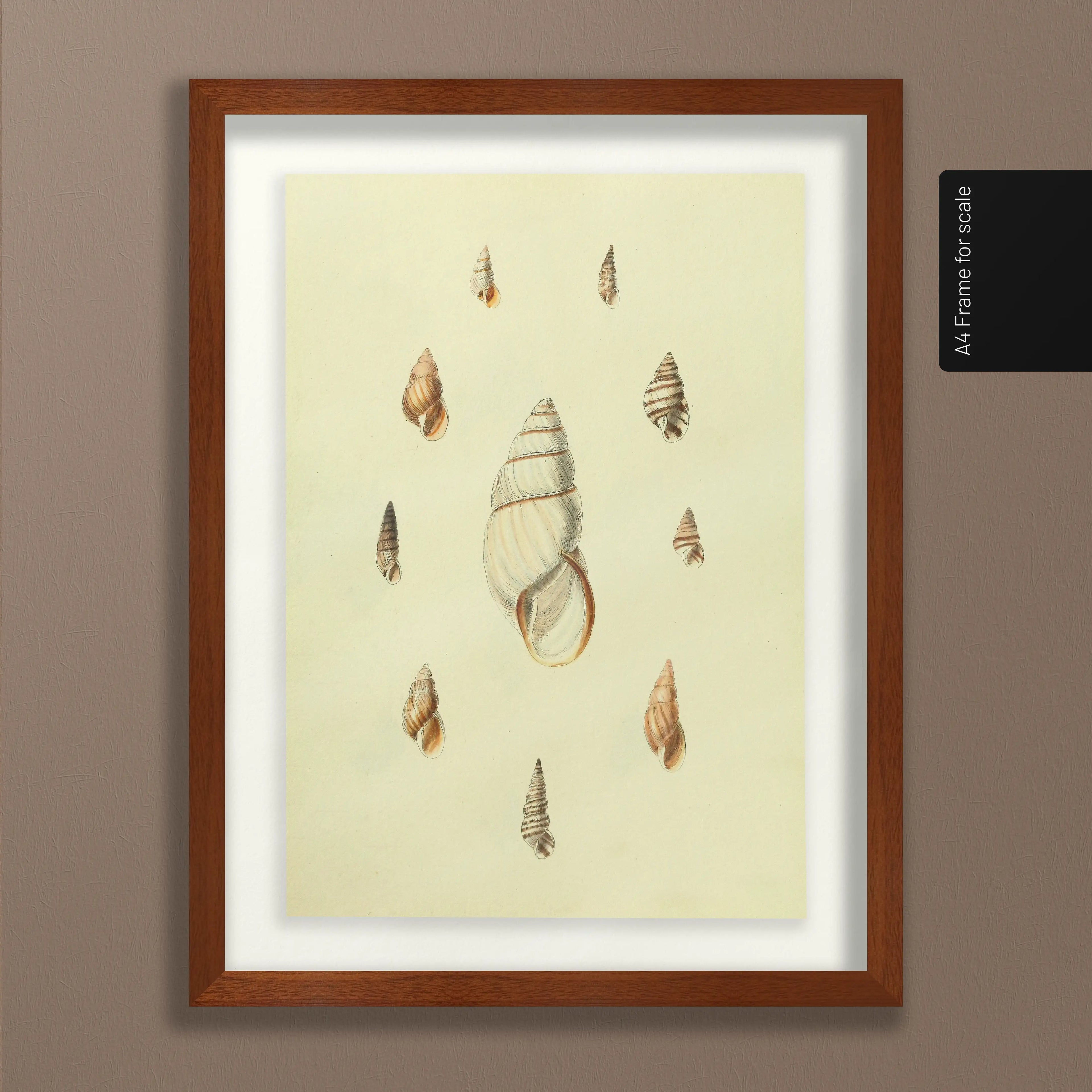 Natural History: Plate No. 10