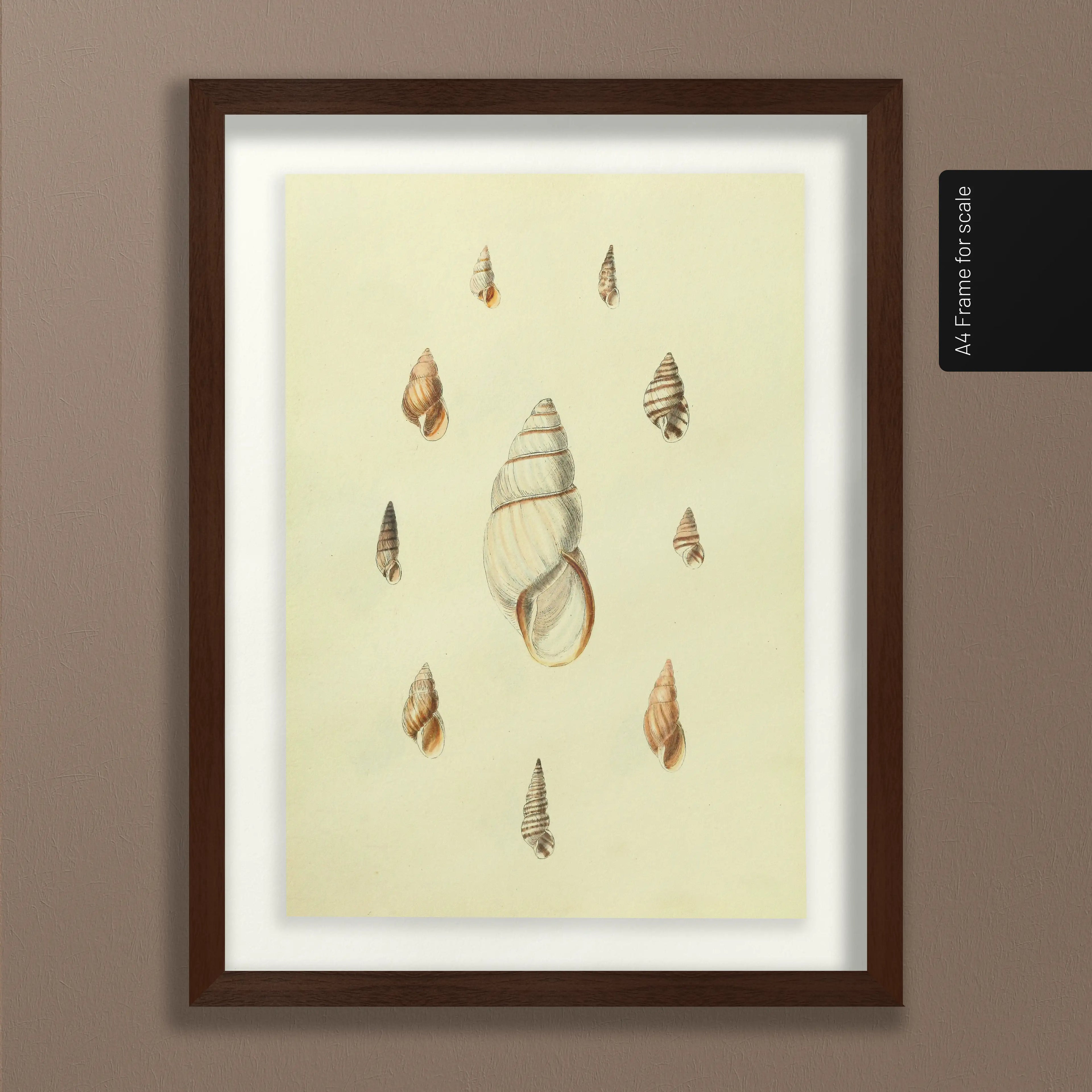 Natural History: Plate No. 10