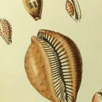 Natural History: Plate No. 11