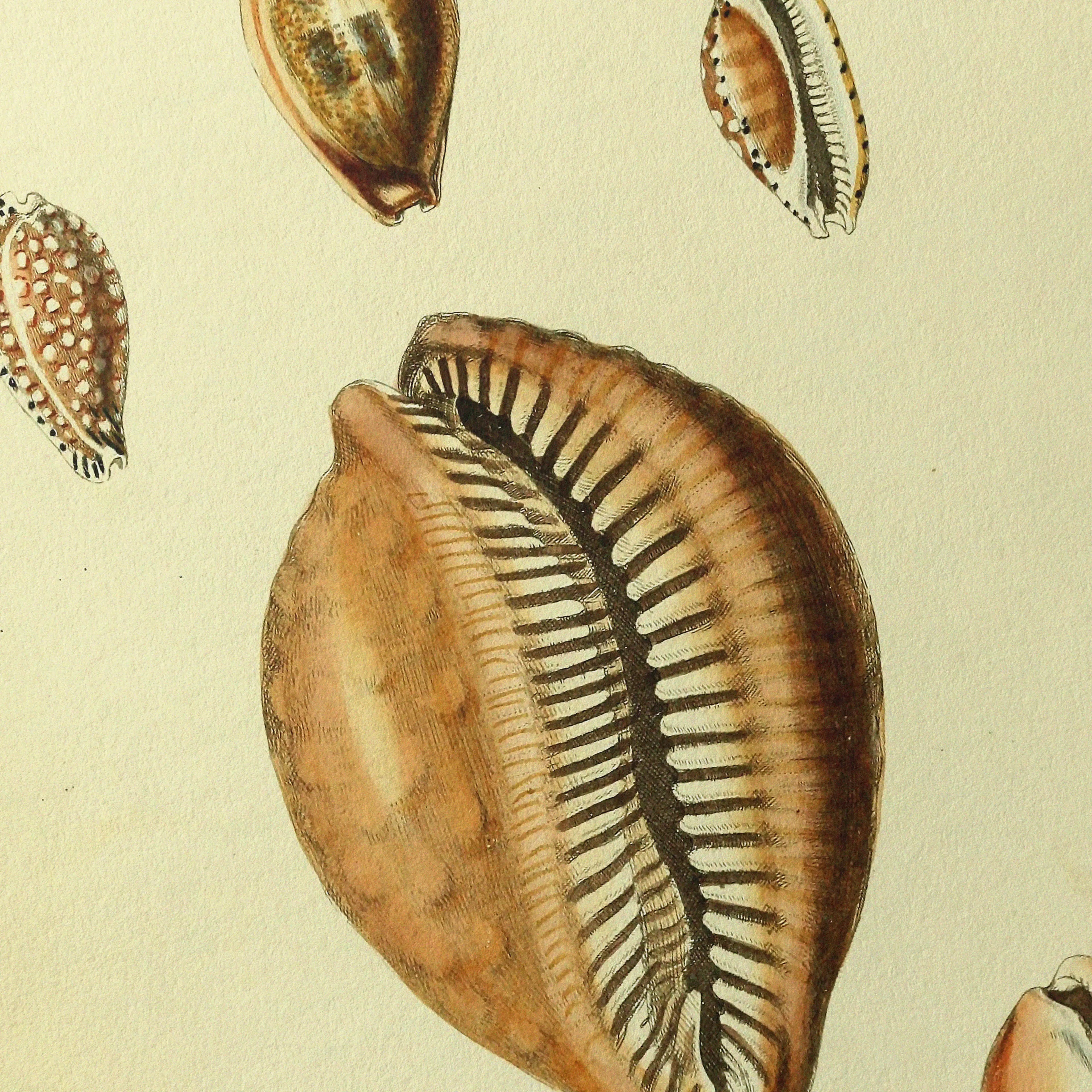 Natural History: Plate No. 11