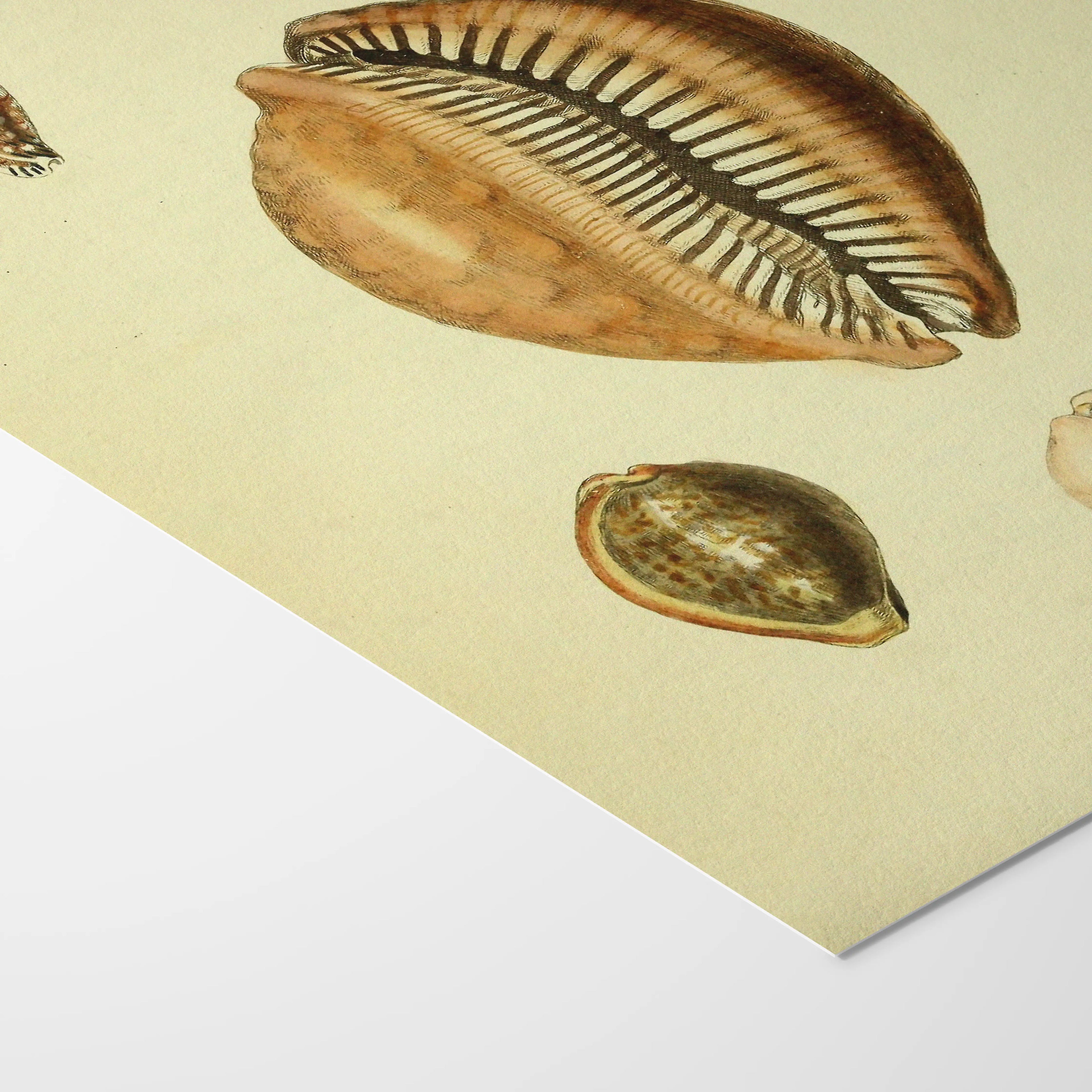 Natural History: Plate No. 11