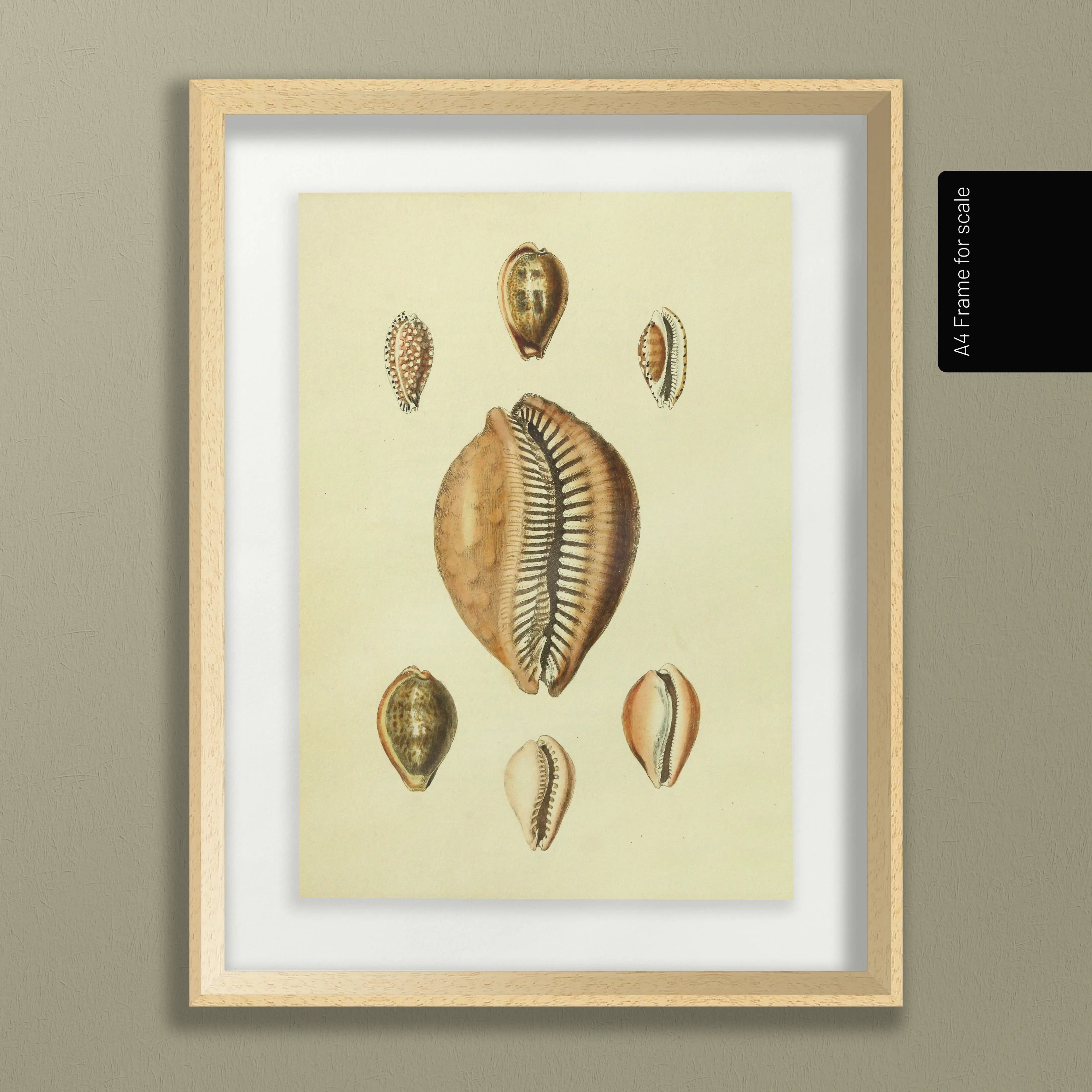 Natural History: Plate No. 11