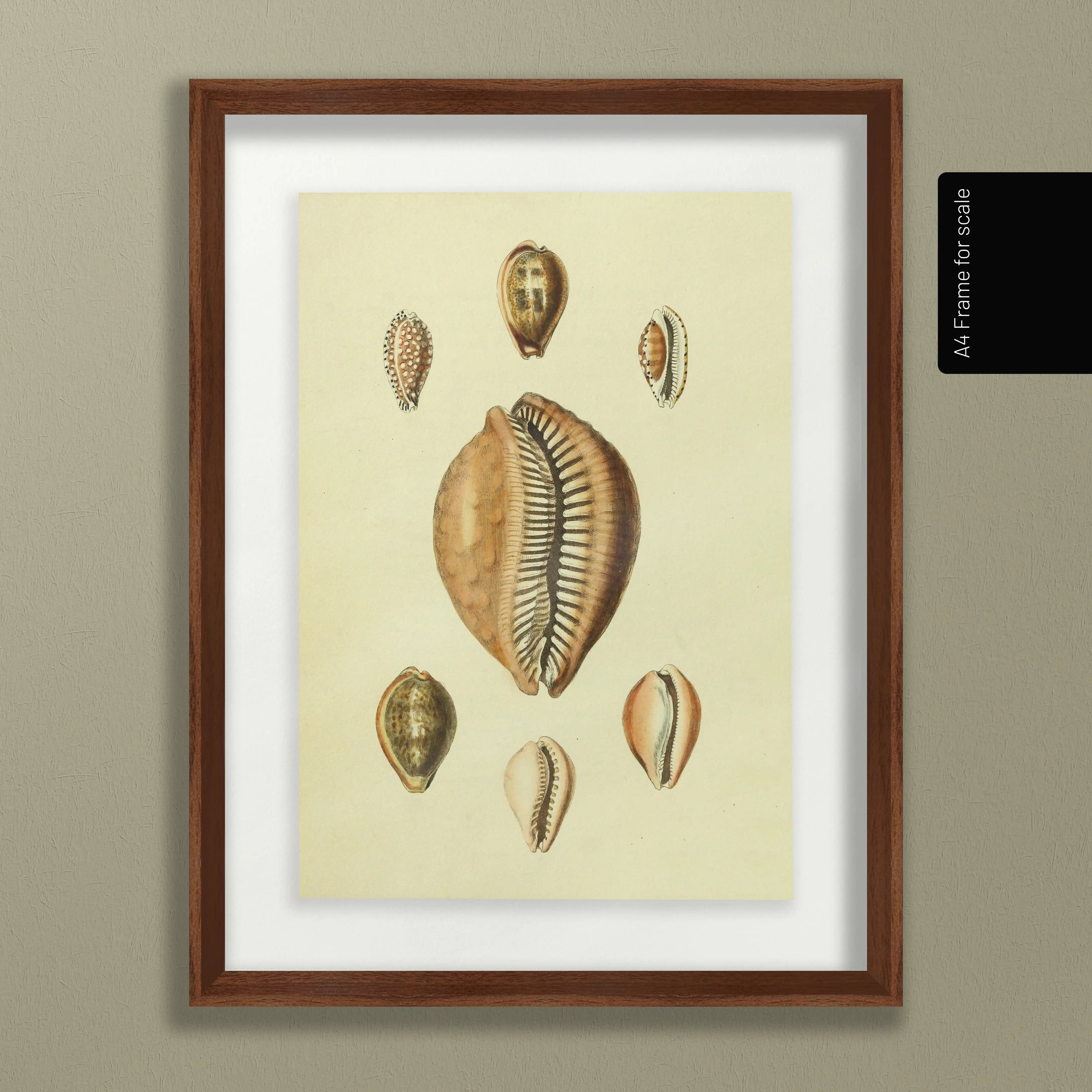 Natural History: Plate No. 11