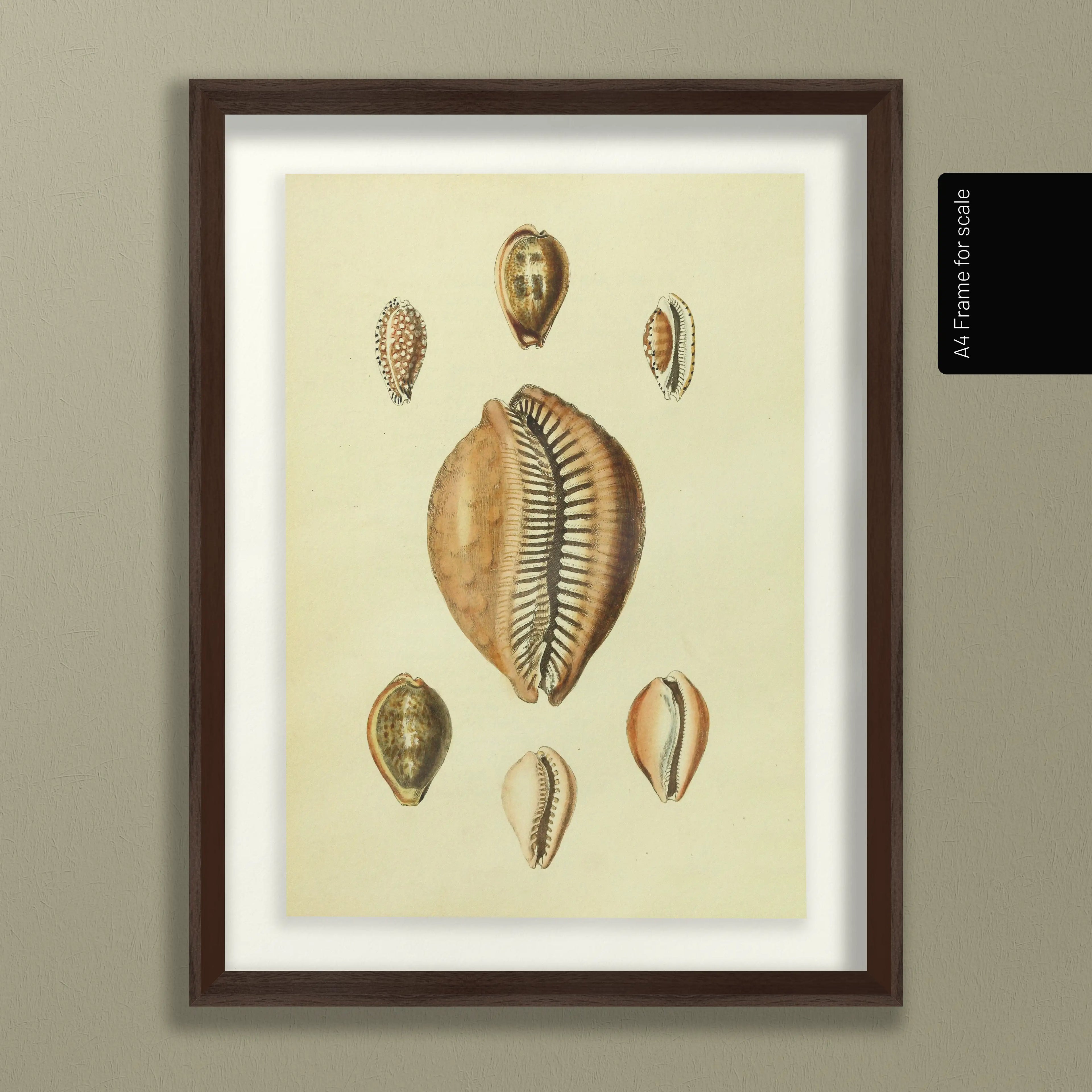 Natural History: Plate No. 11