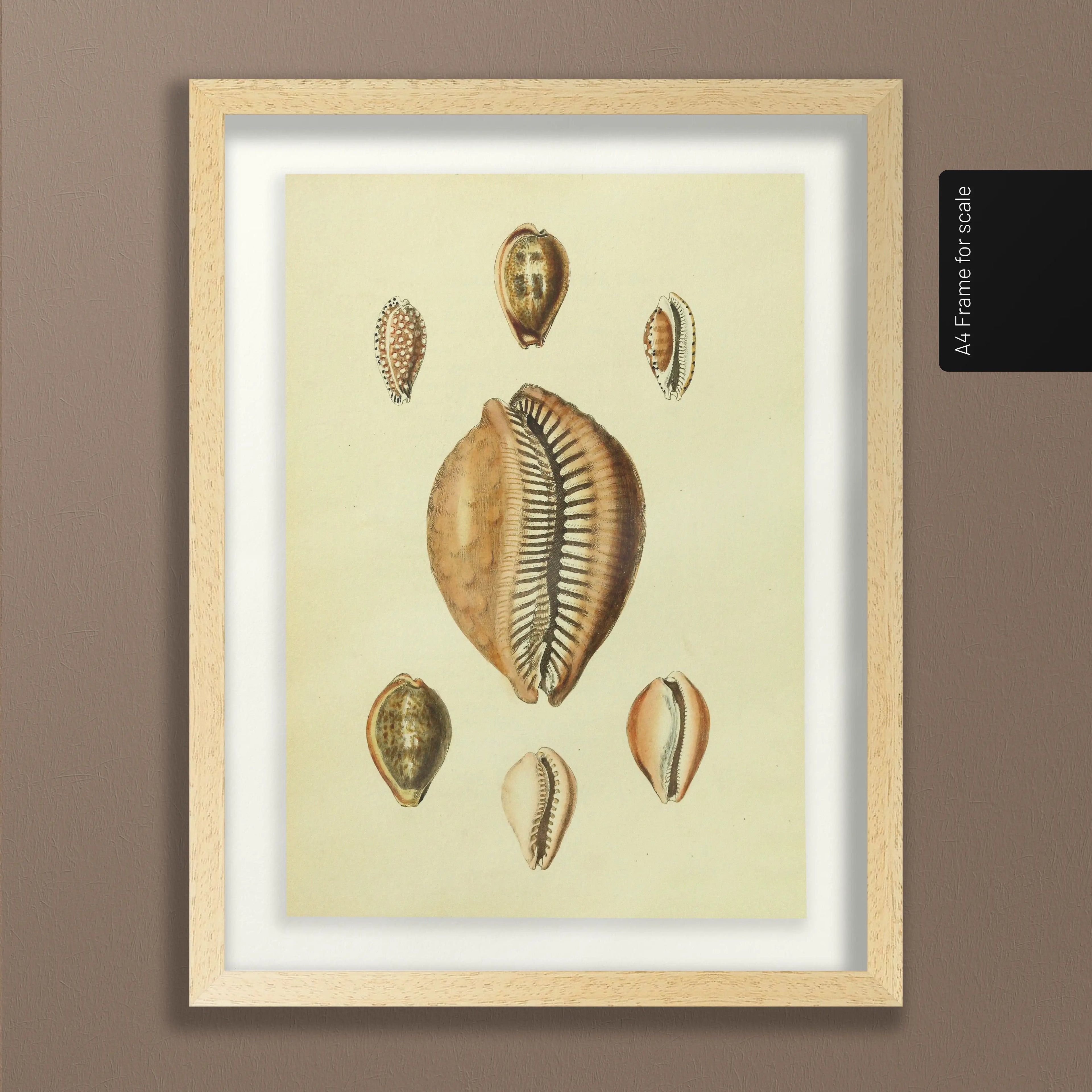 Natural History: Plate No. 11