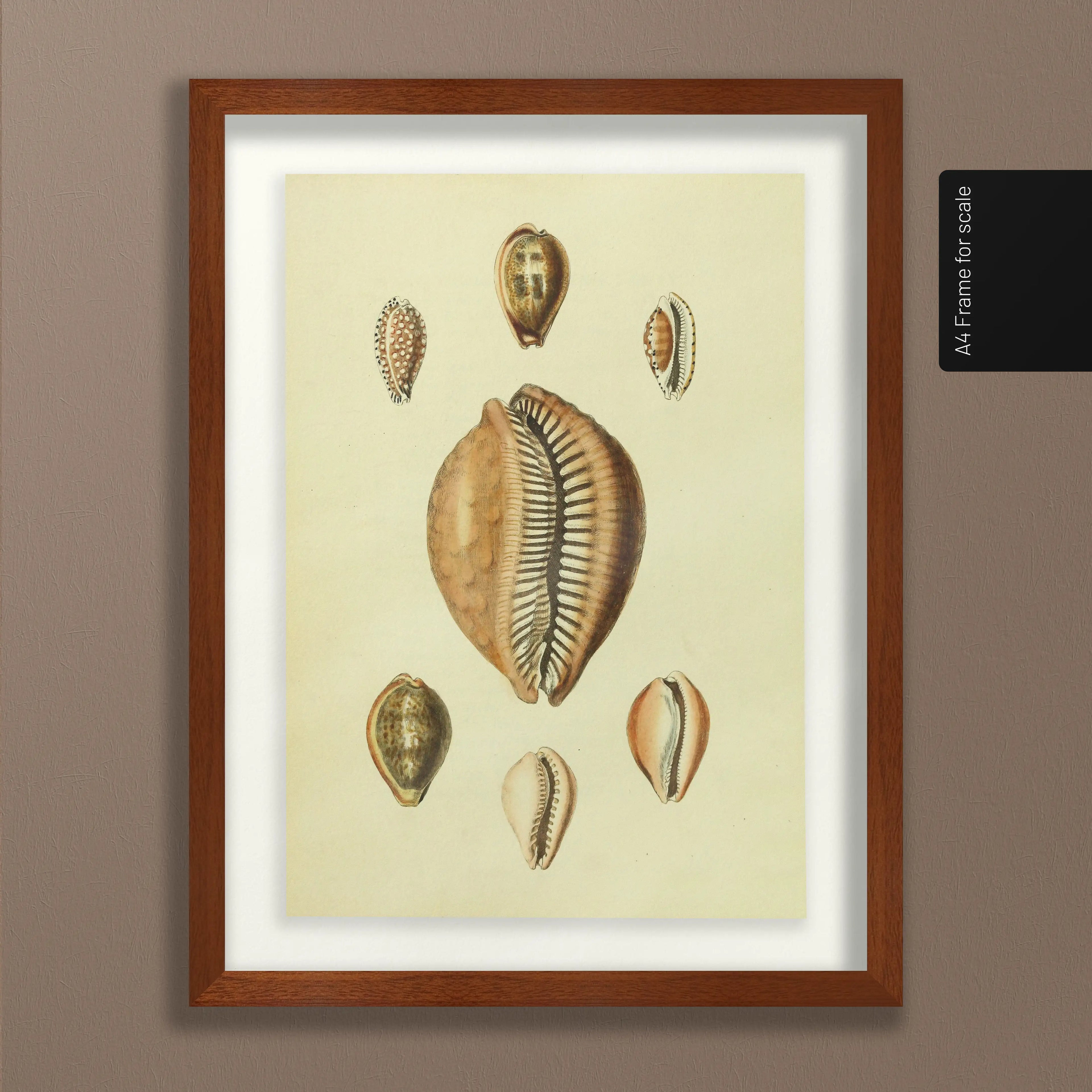 Natural History: Plate No. 11
