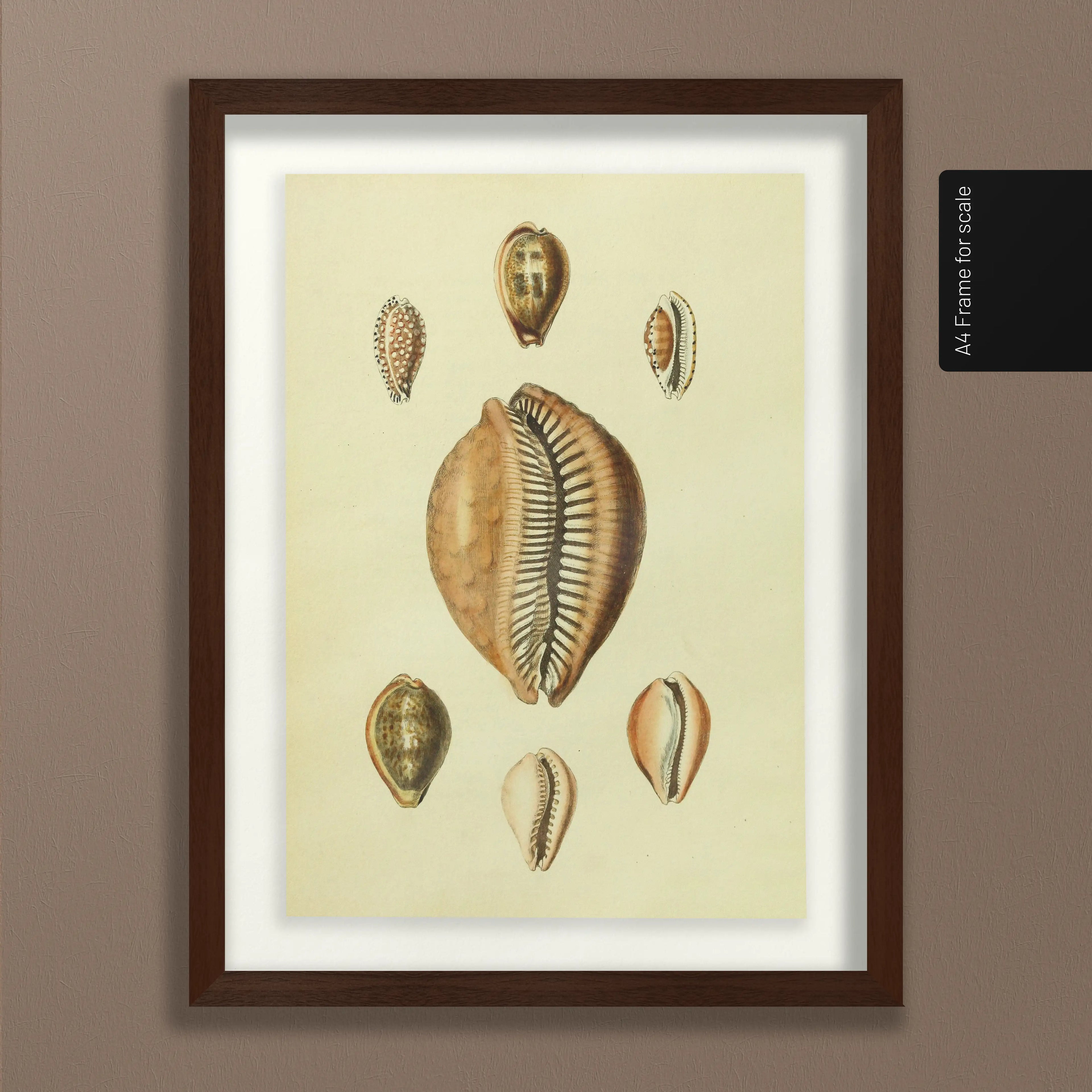 Natural History: Plate No. 11