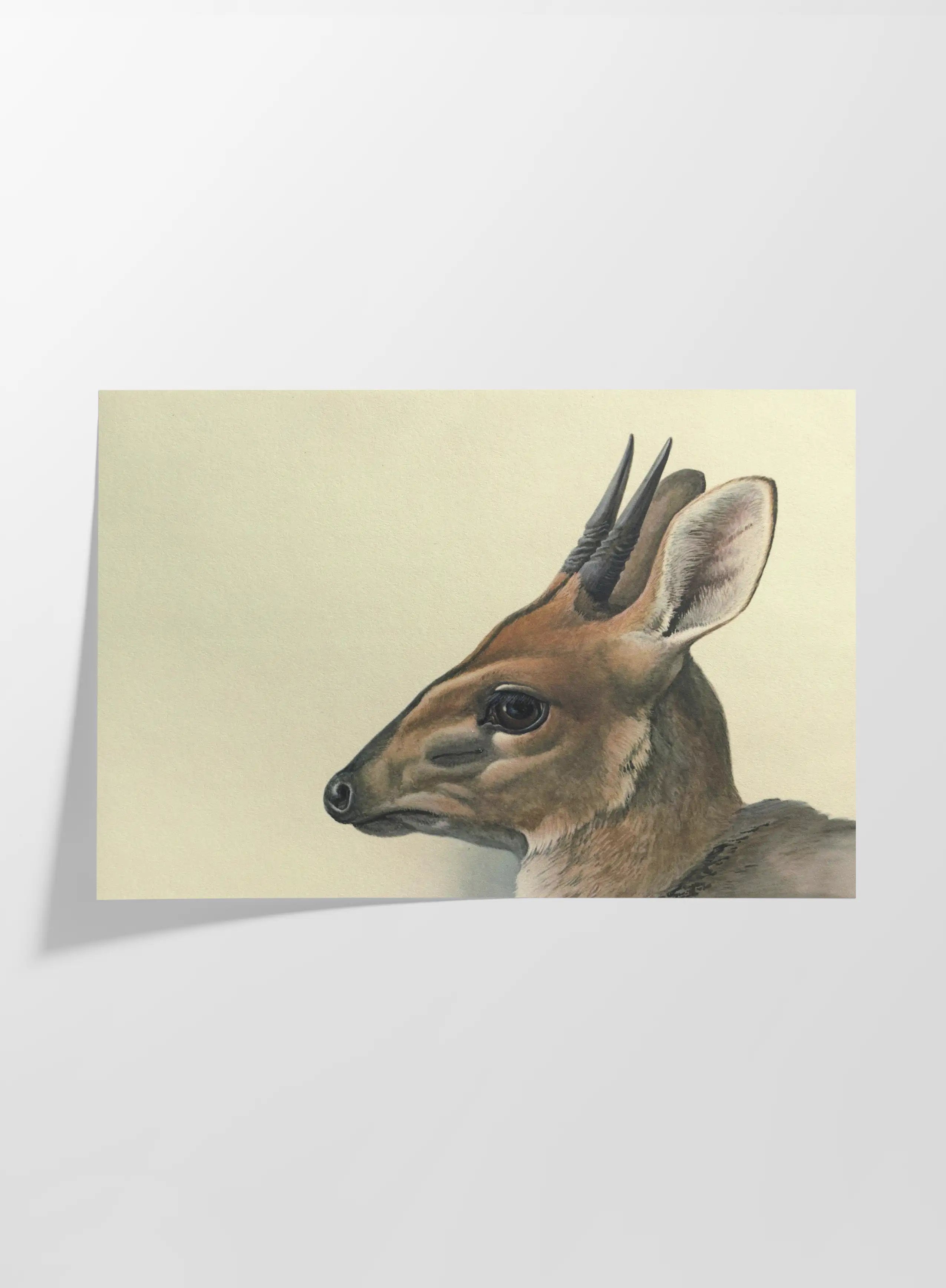 Natural History: Plate No. 12