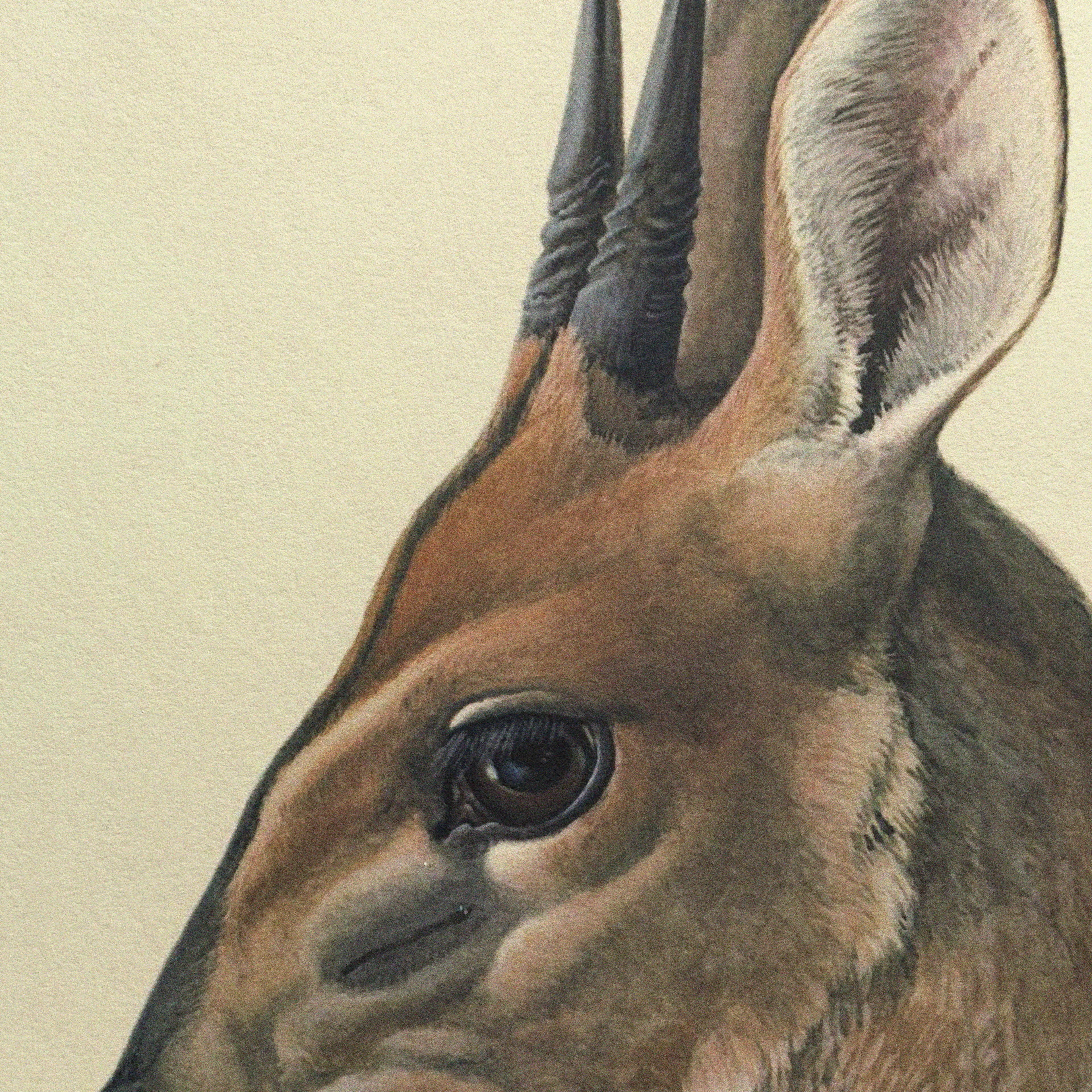 Natural History: Plate No. 12