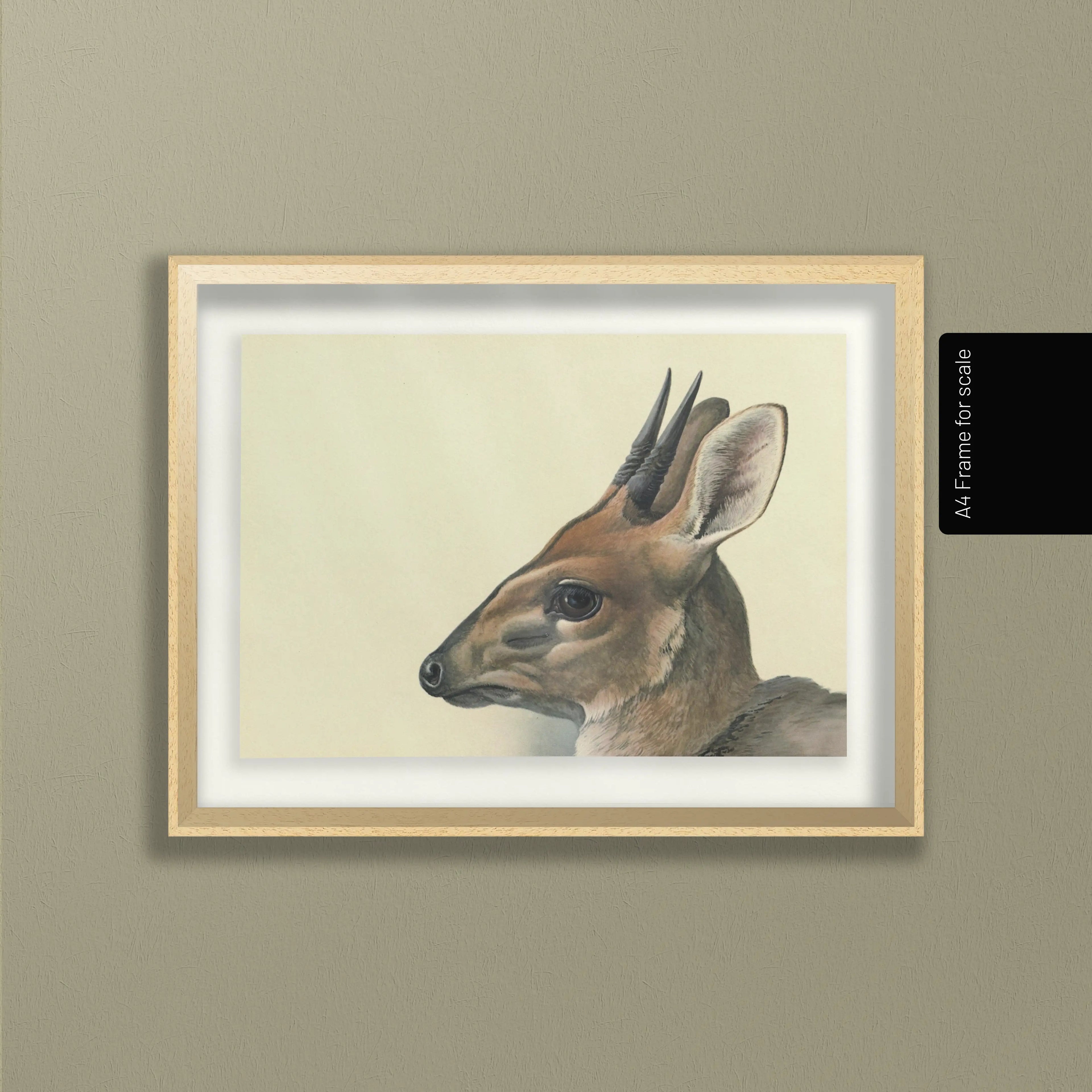 Natural History: Plate No. 12