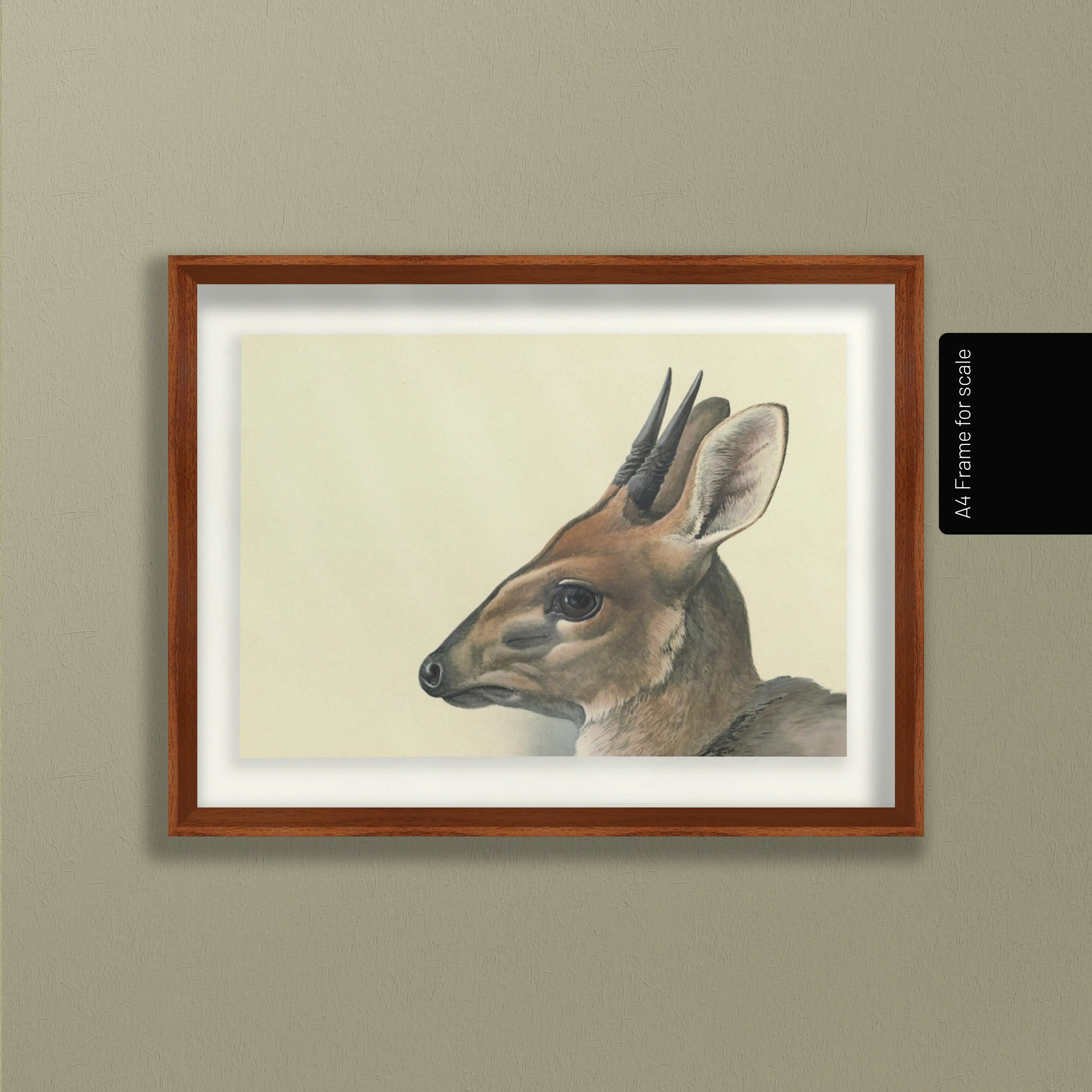 Natural History: Plate No. 12