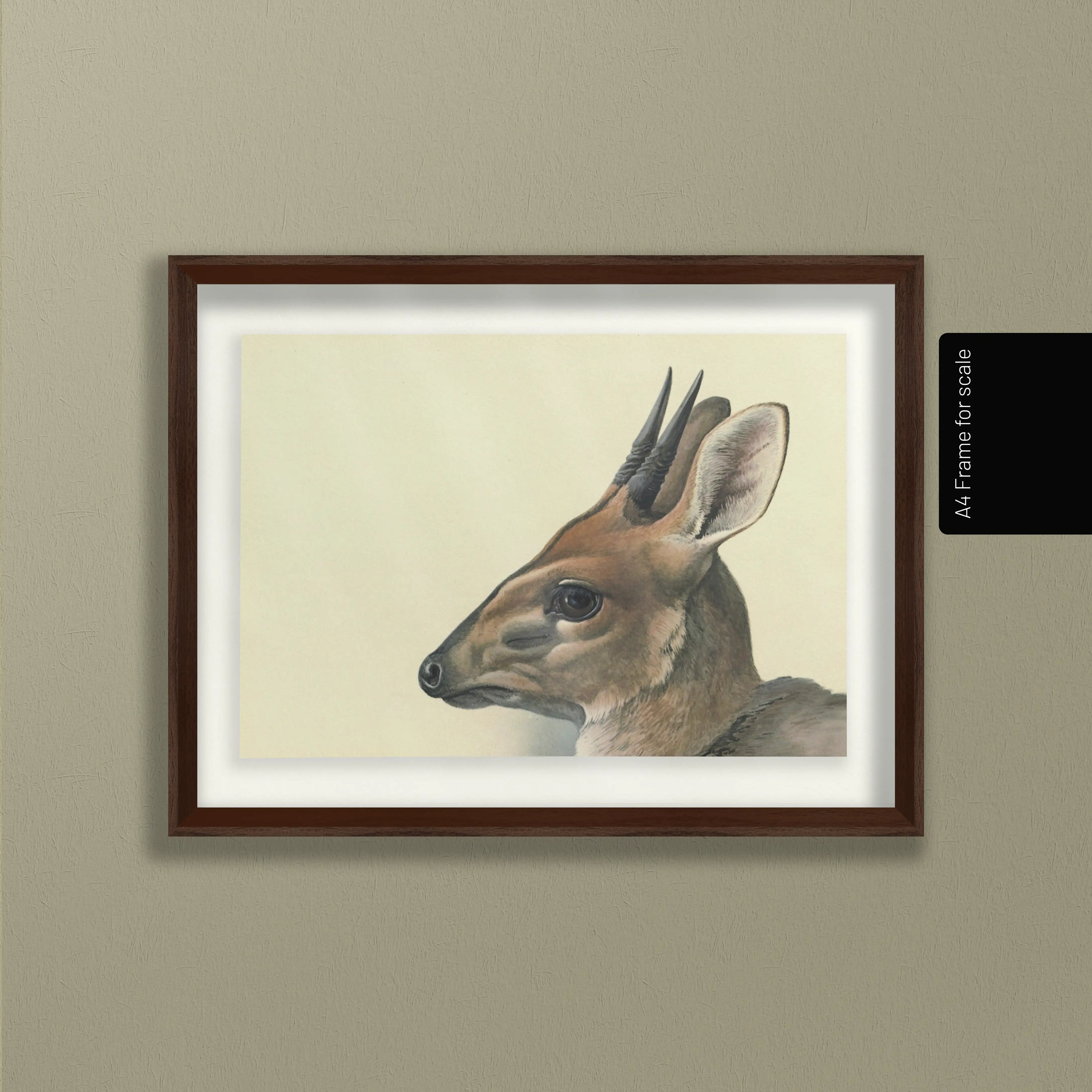 Natural History: Plate No. 12