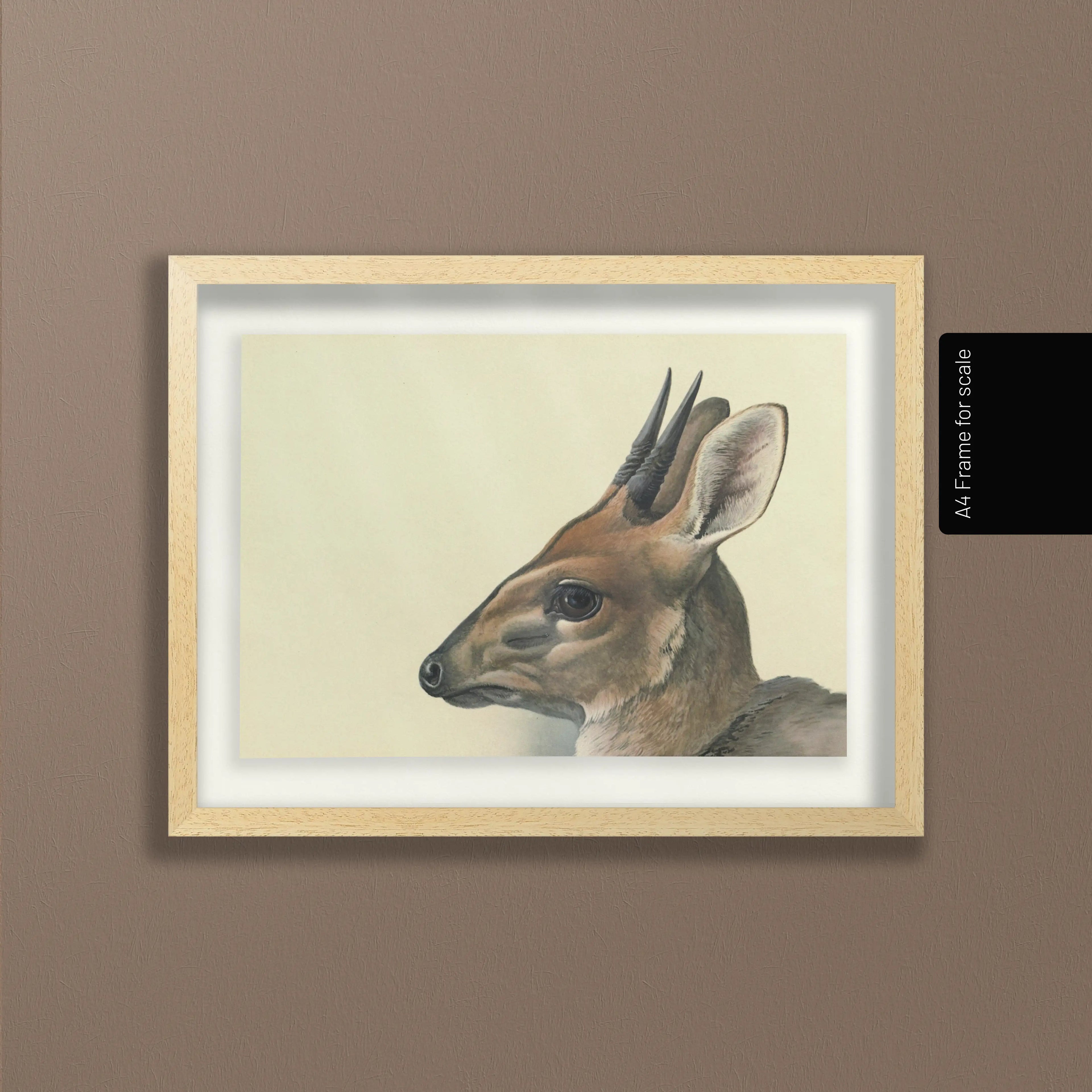 Natural History: Plate No. 12