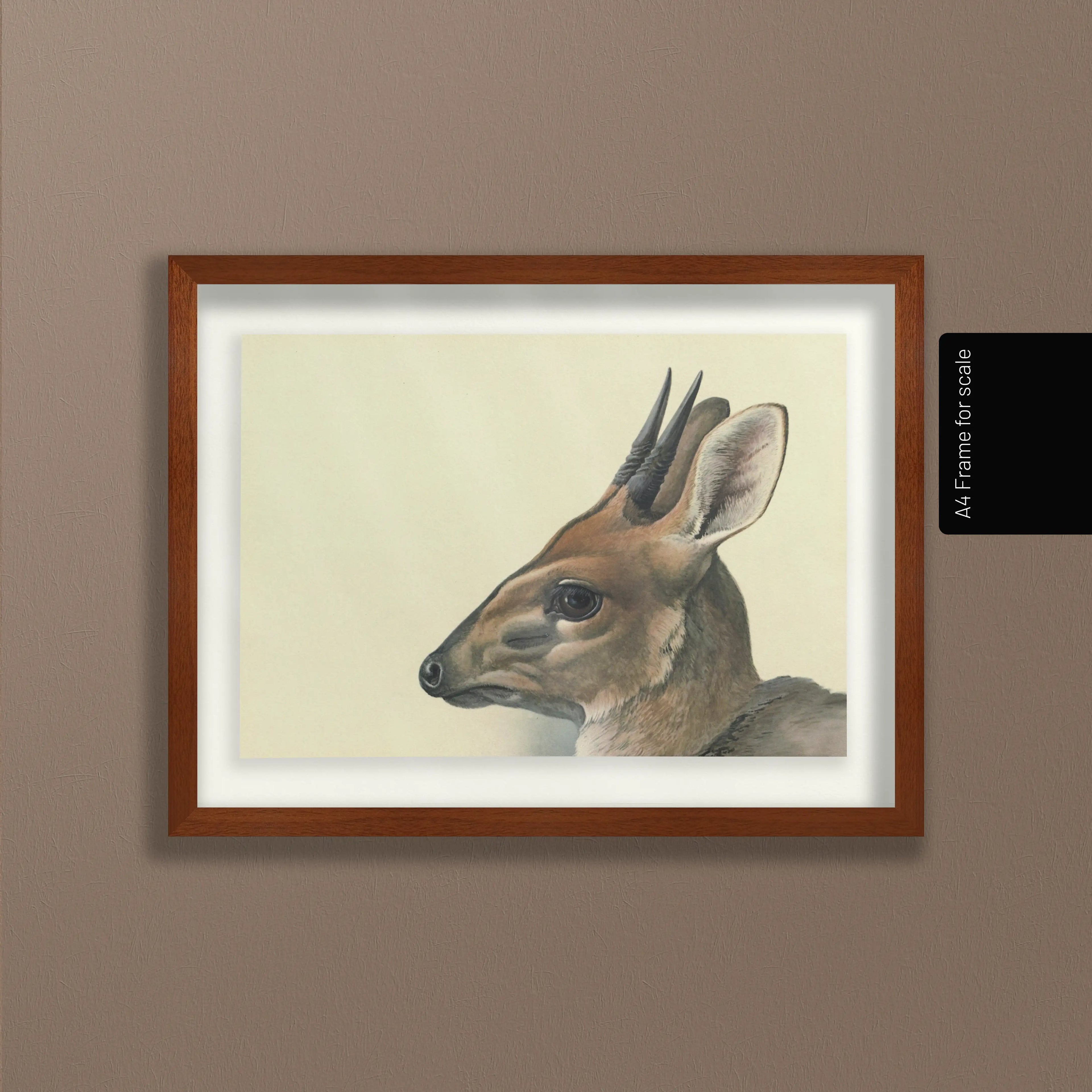 Natural History: Plate No. 12