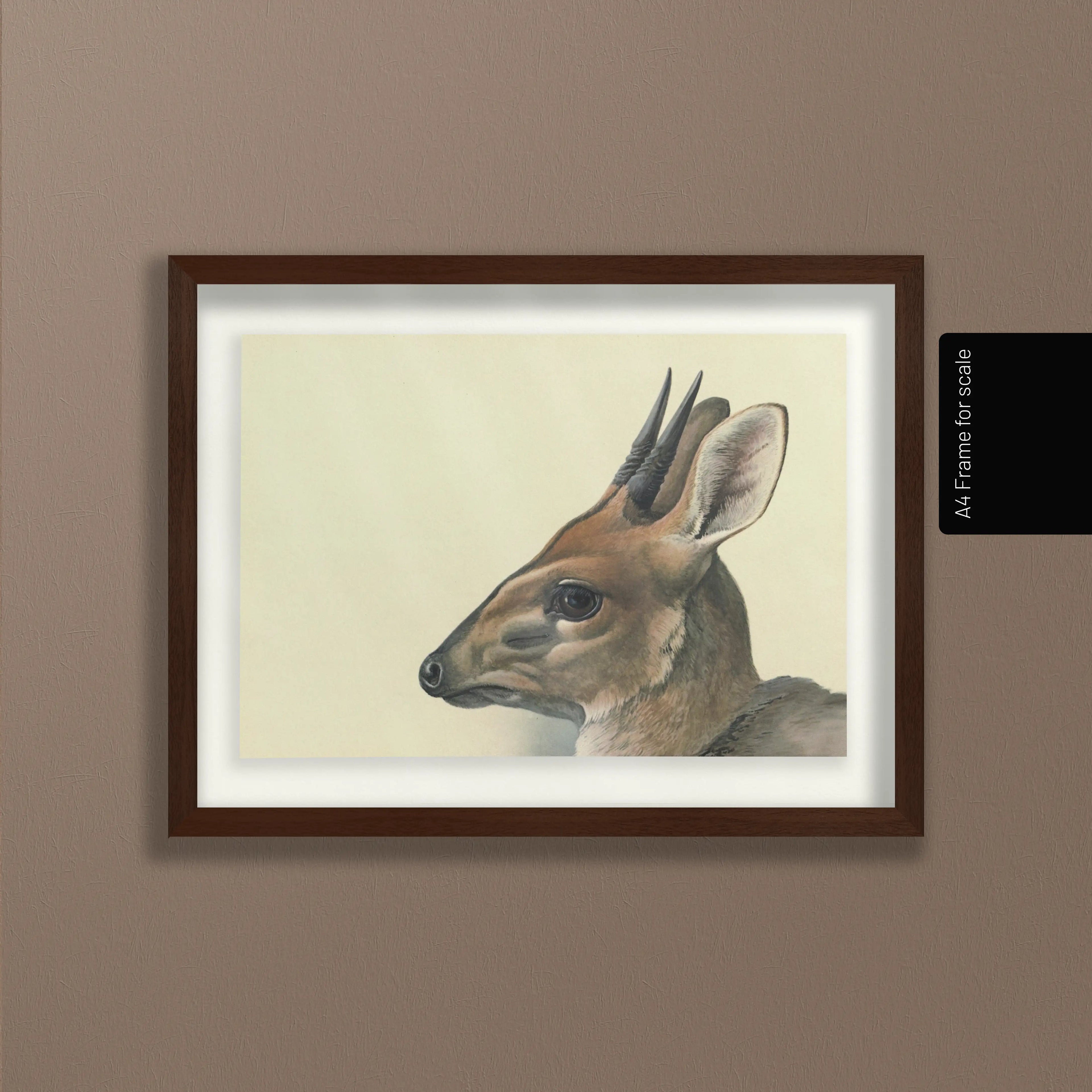 Natural History: Plate No. 12