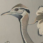 Natural History: Plate No. 13