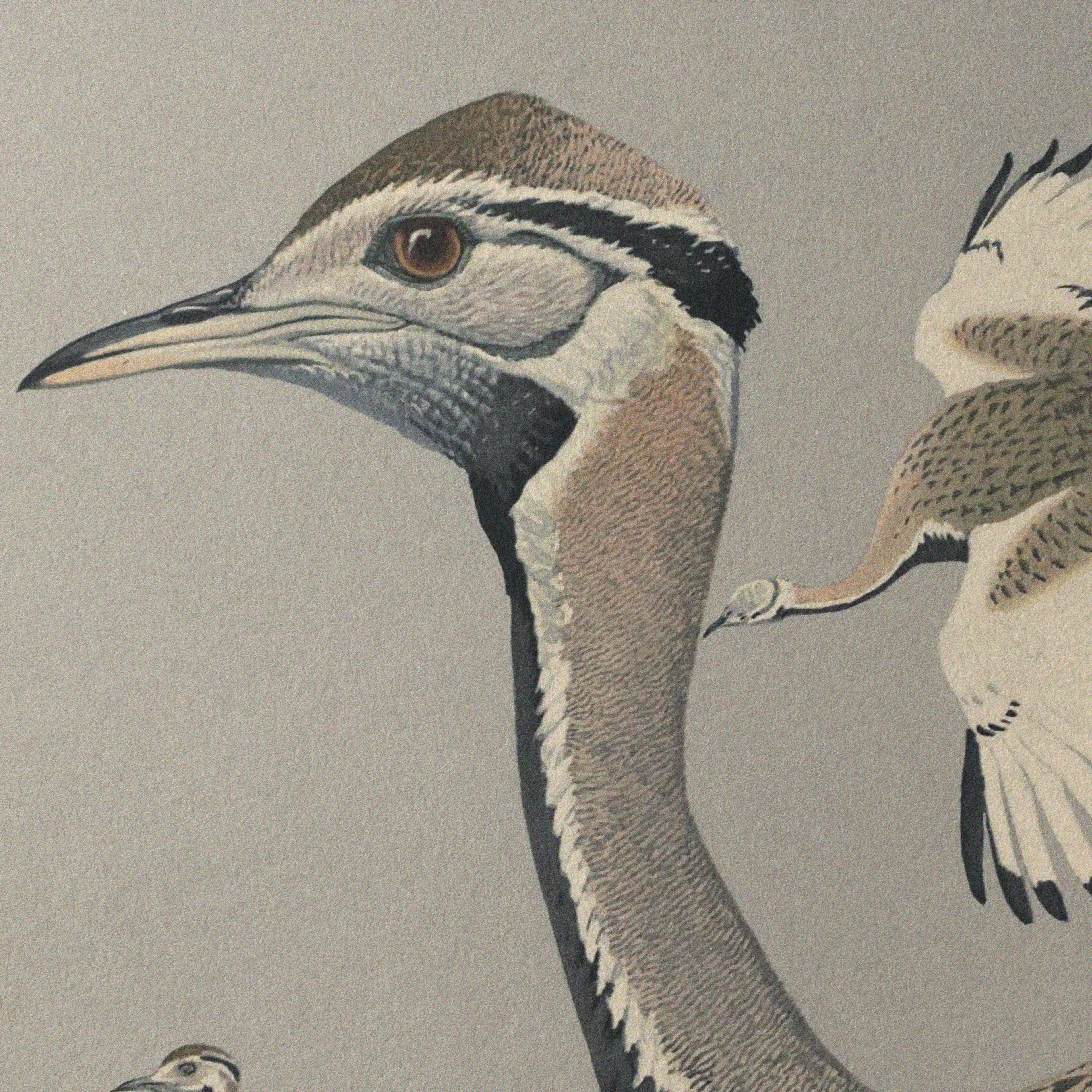 Natural History: Plate No. 13