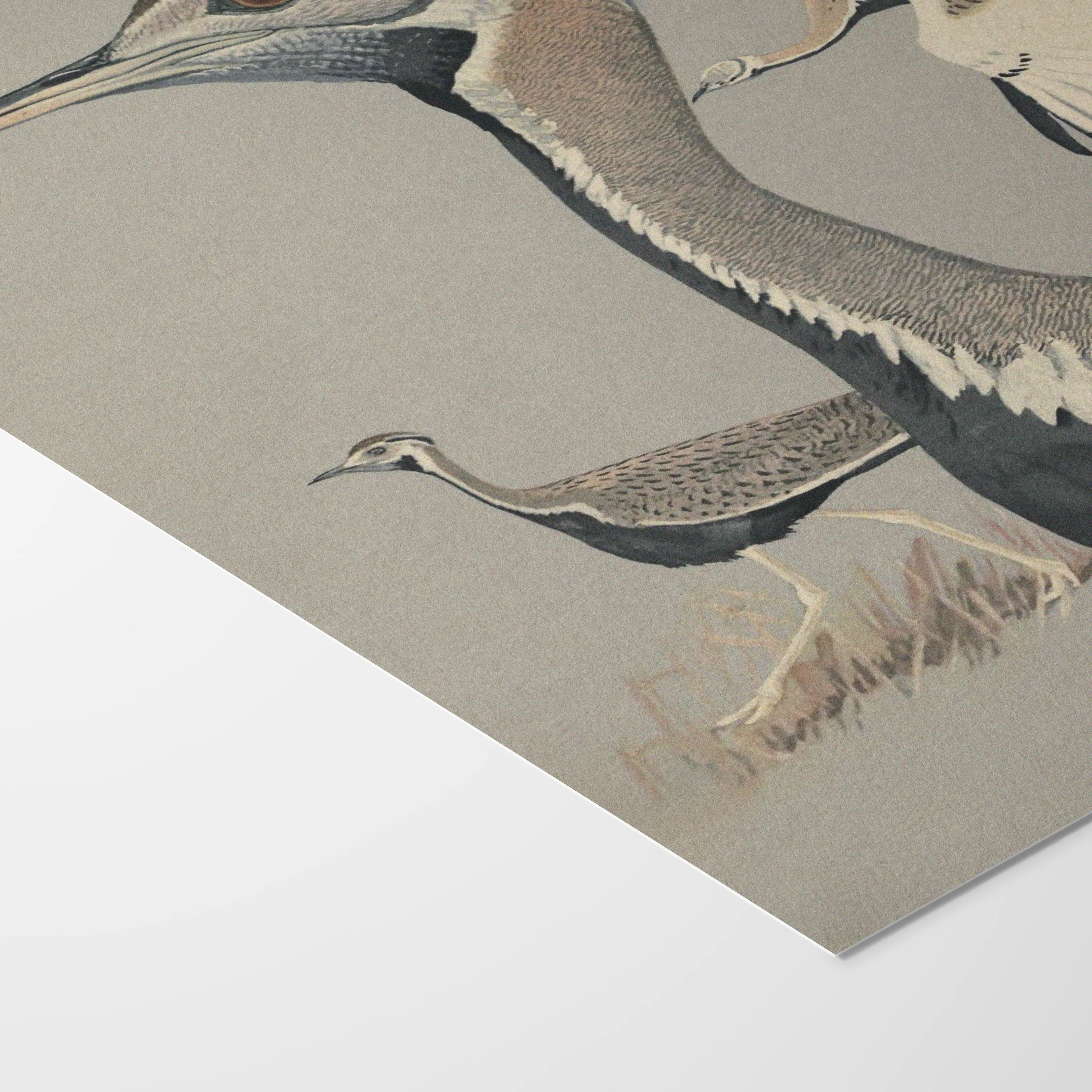 Natural History: Plate No. 13
