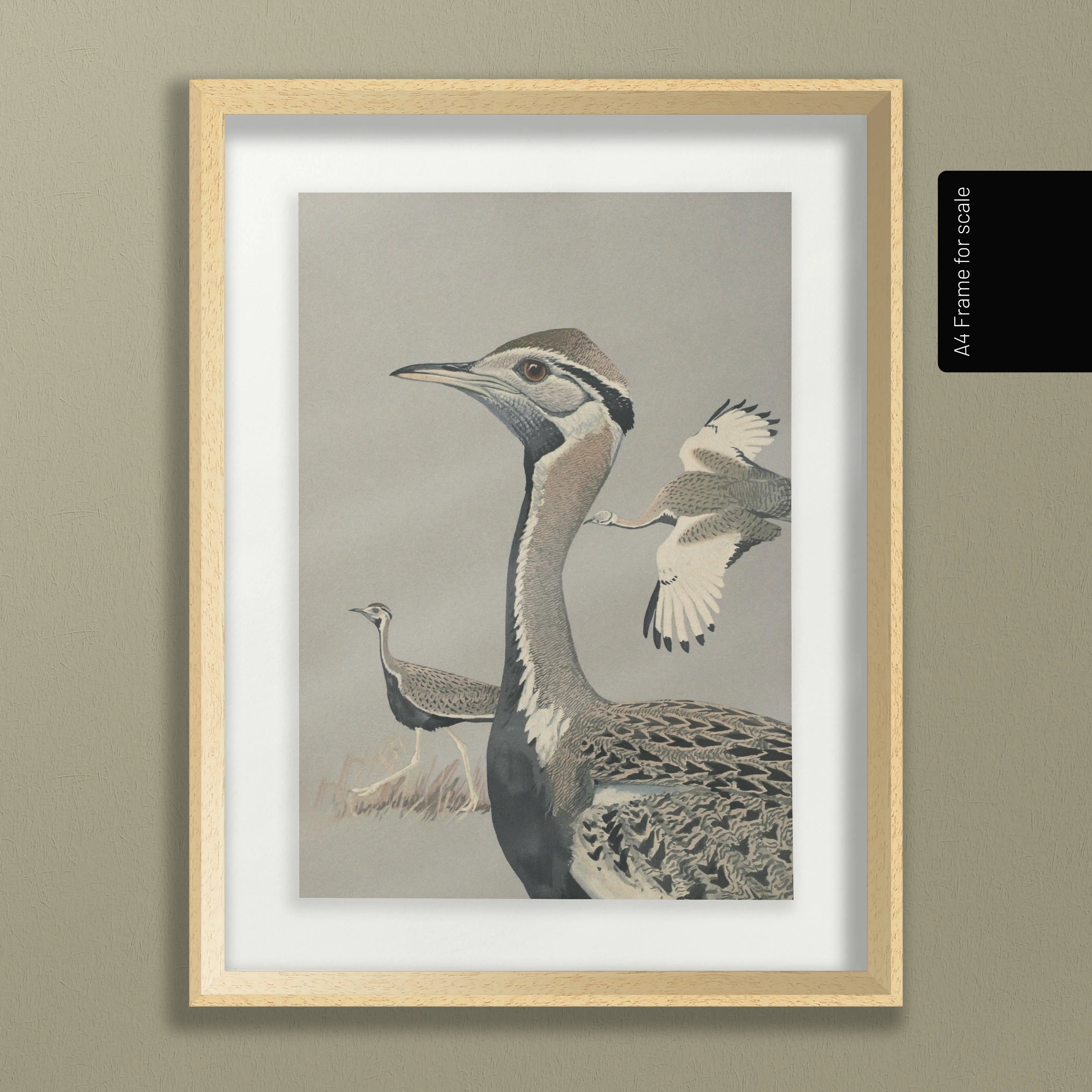 Natural History: Plate No. 13