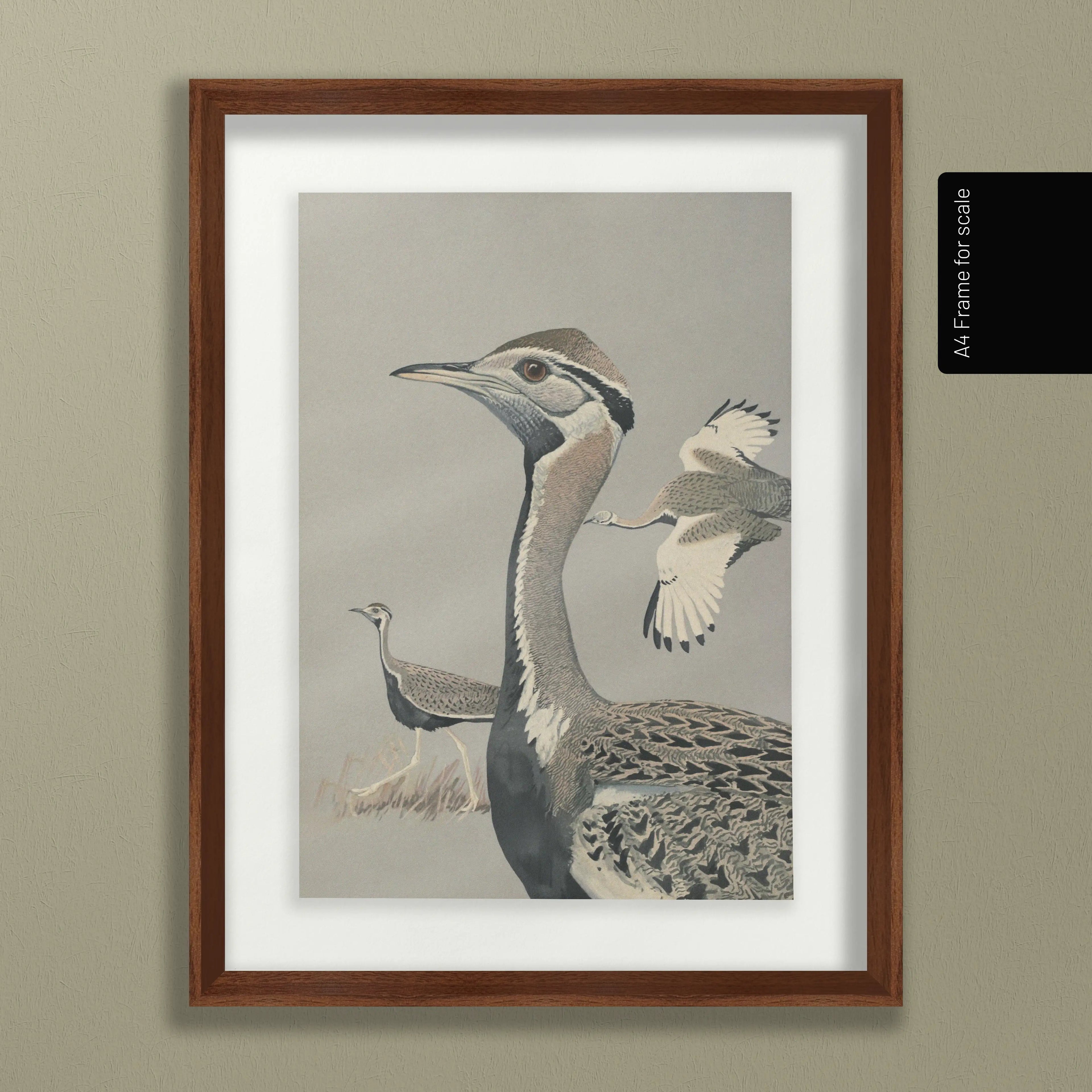 Natural History: Plate No. 13