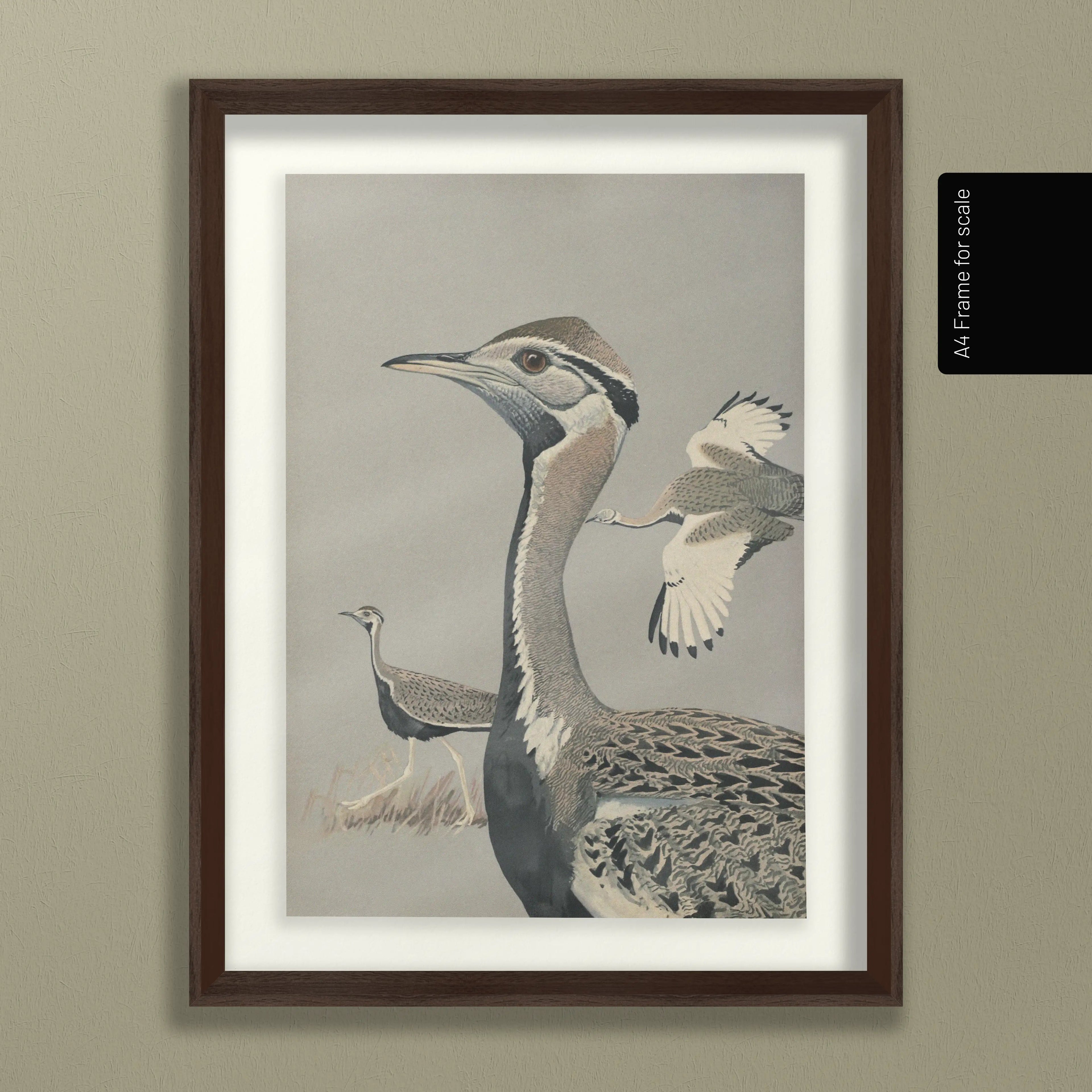 Natural History: Plate No. 13