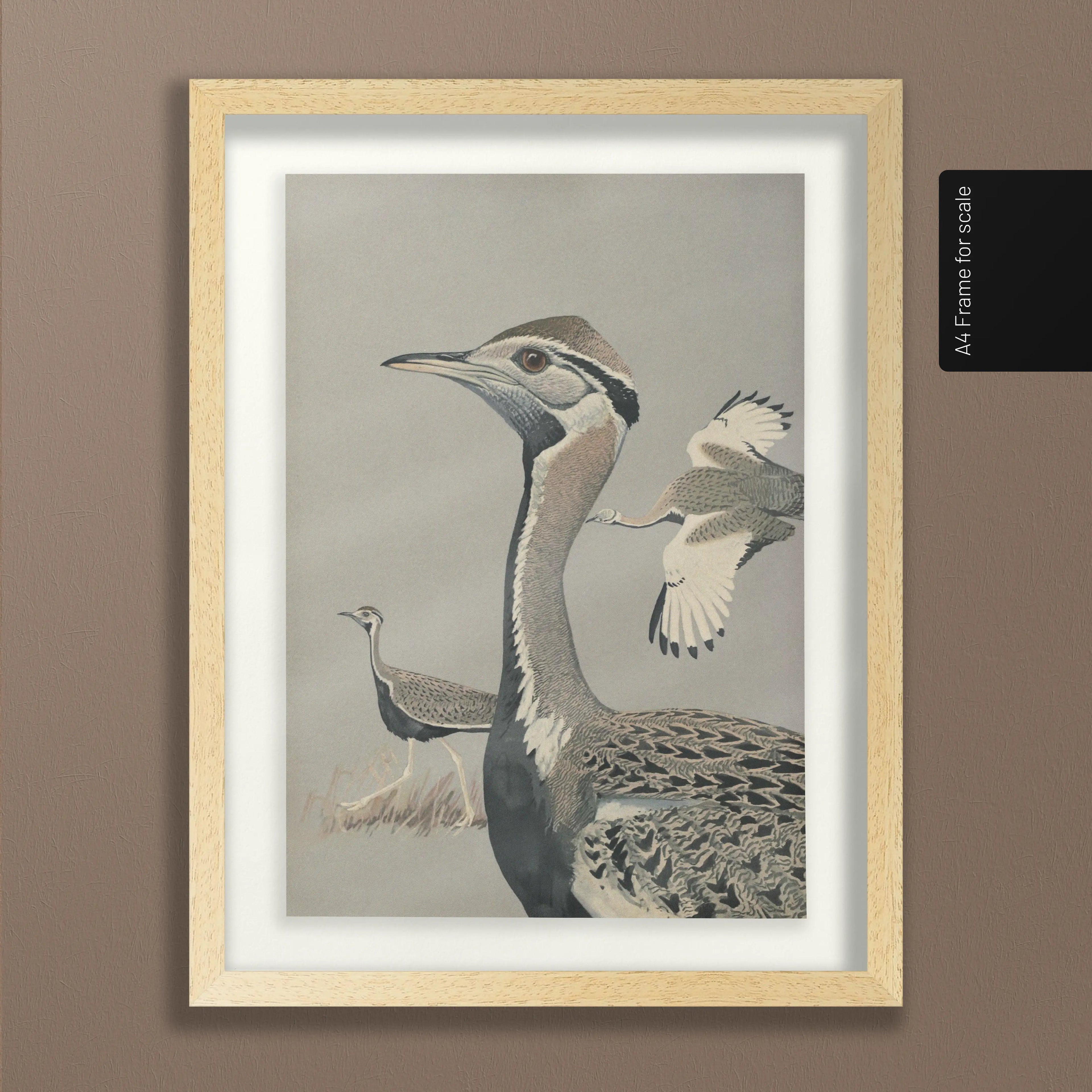 Natural History: Plate No. 13