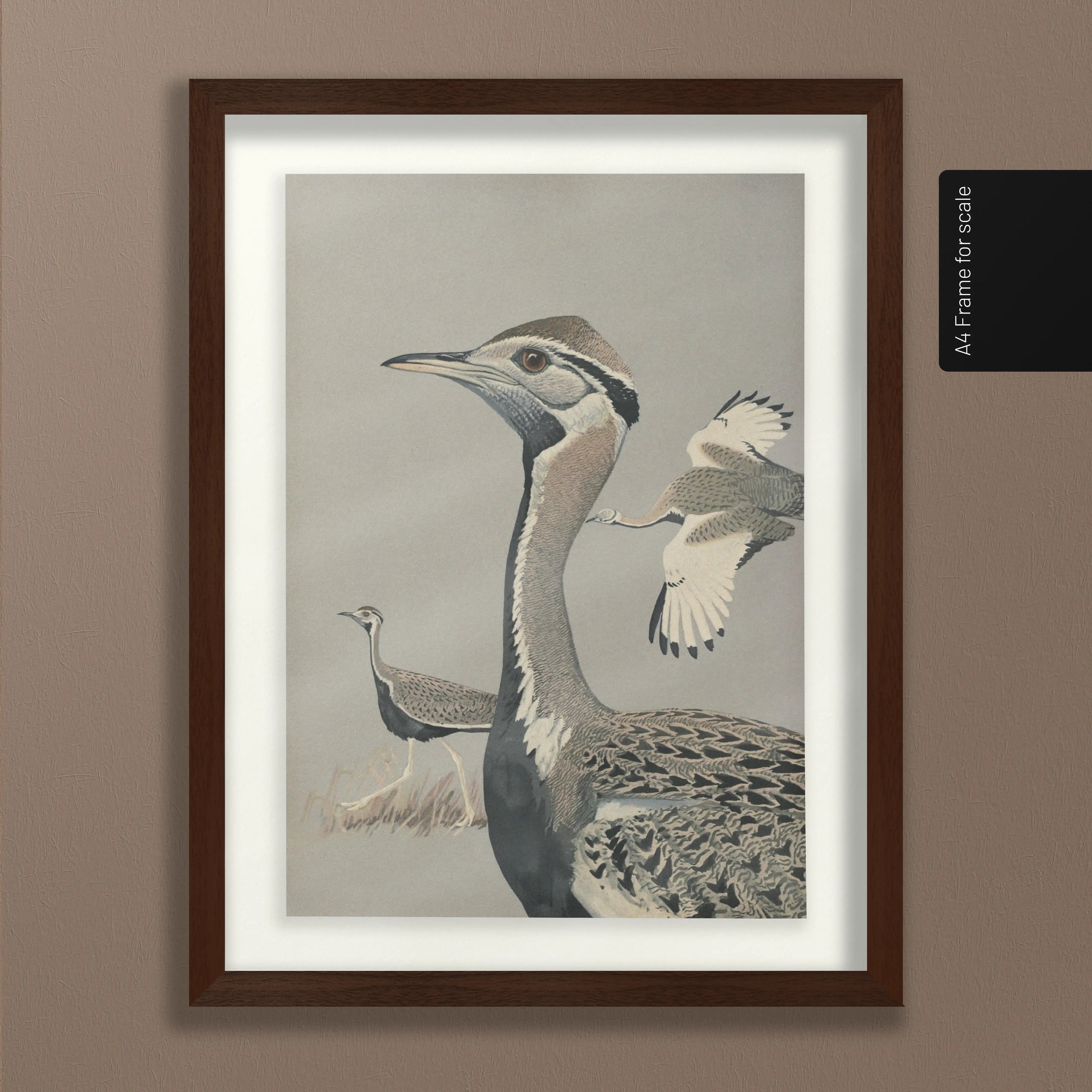 Natural History: Plate No. 13