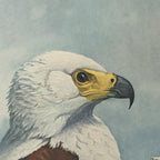 Natural History: Plate No. 14