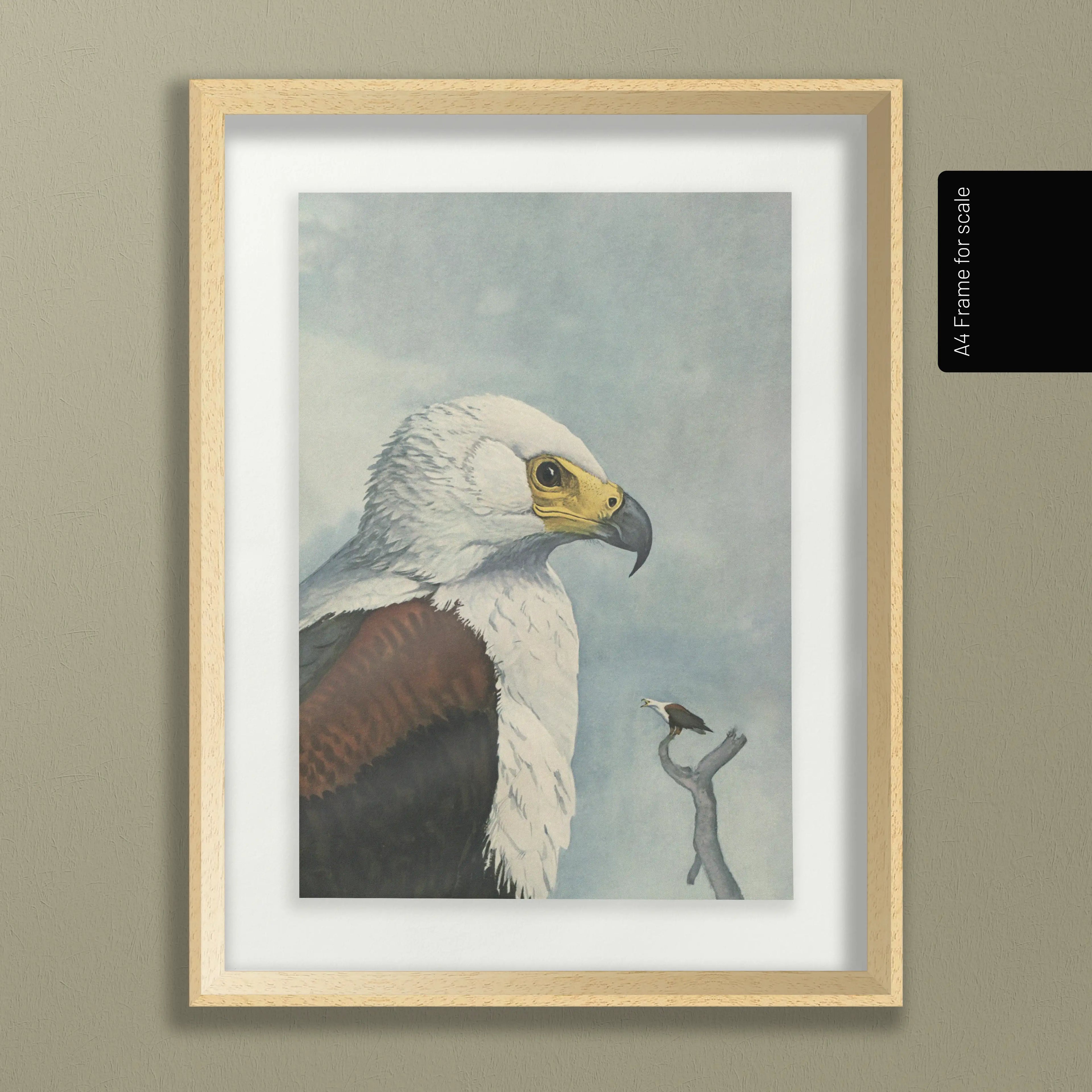 Natural History: Plate No. 14