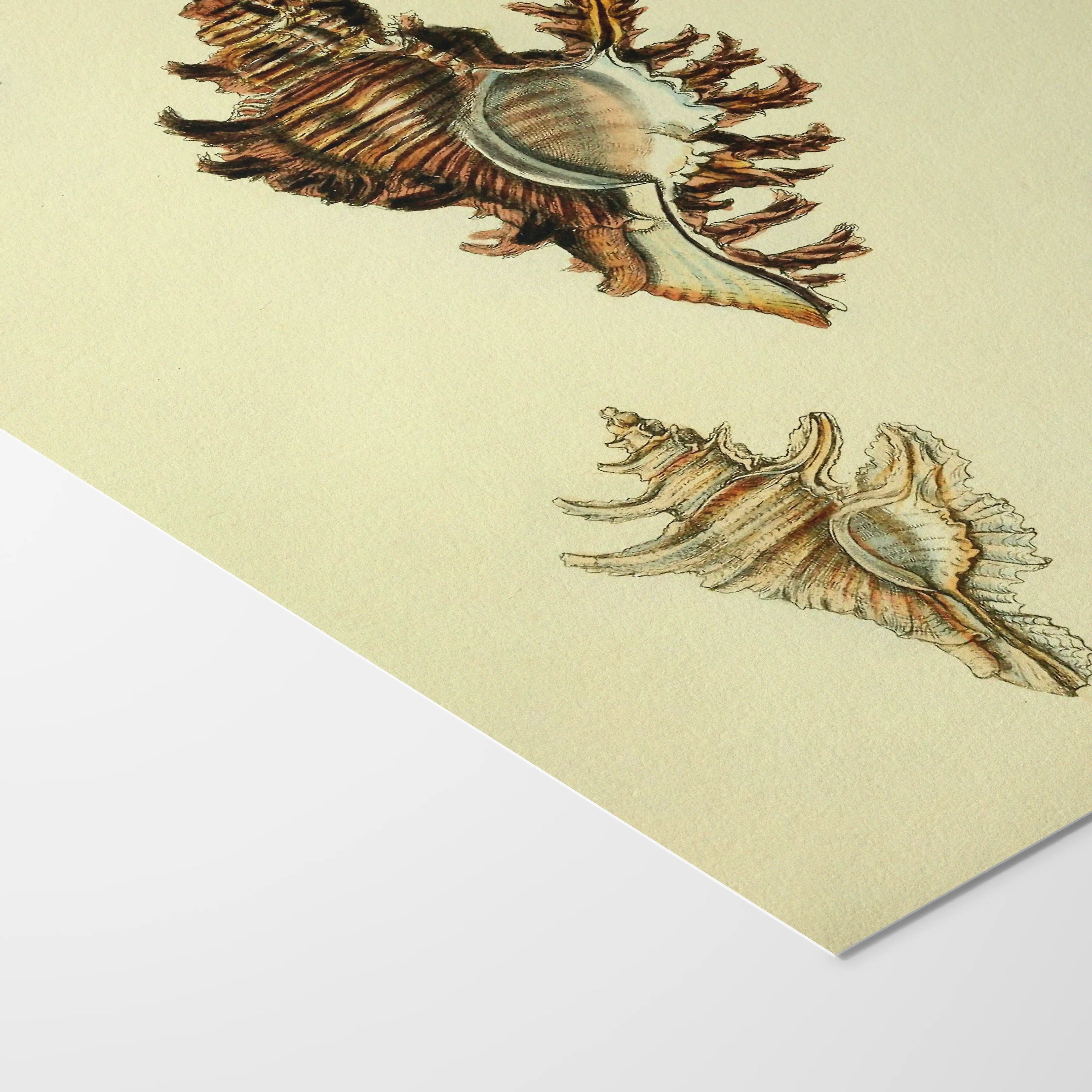 Natural History: Plate No. 15