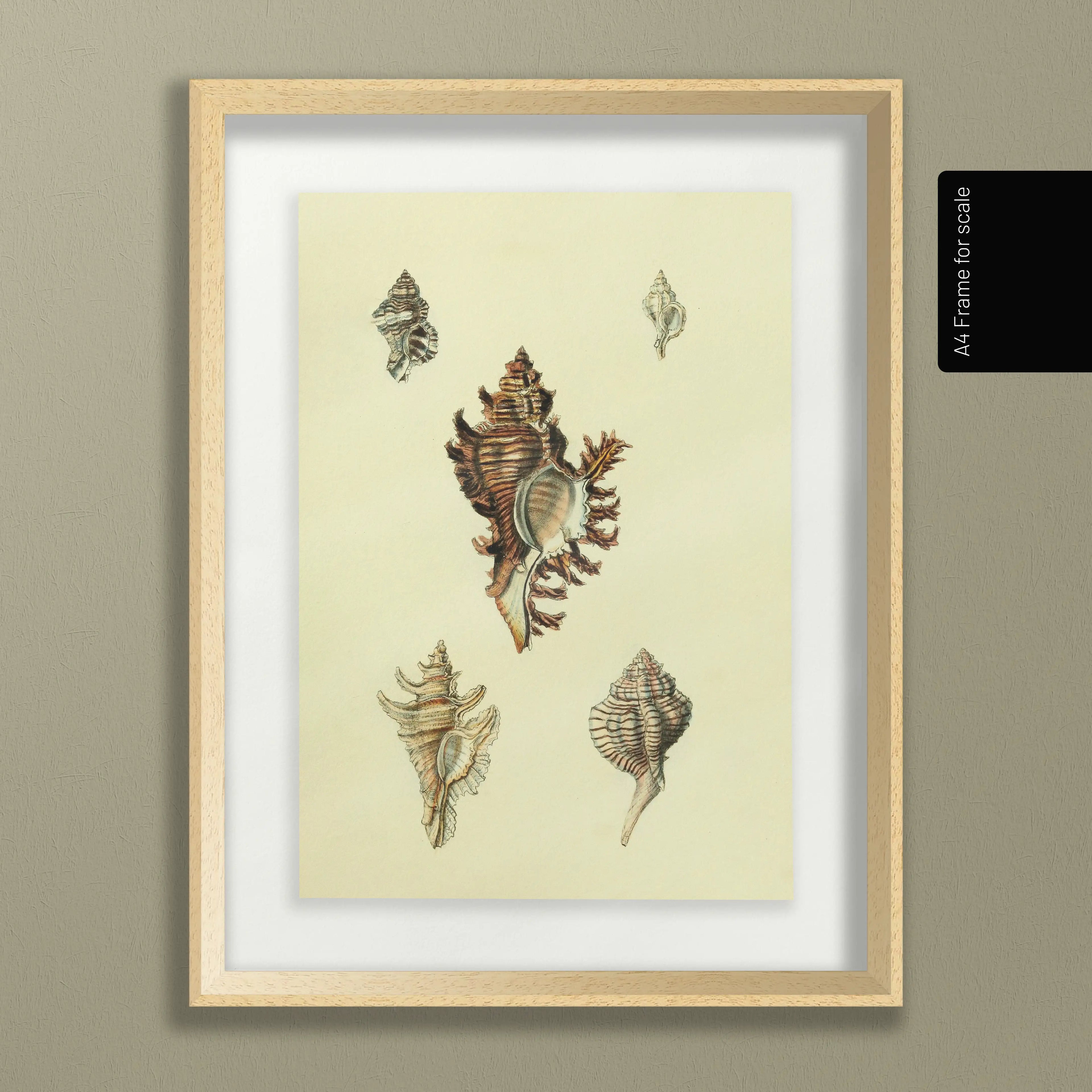 Natural History: Plate No. 15