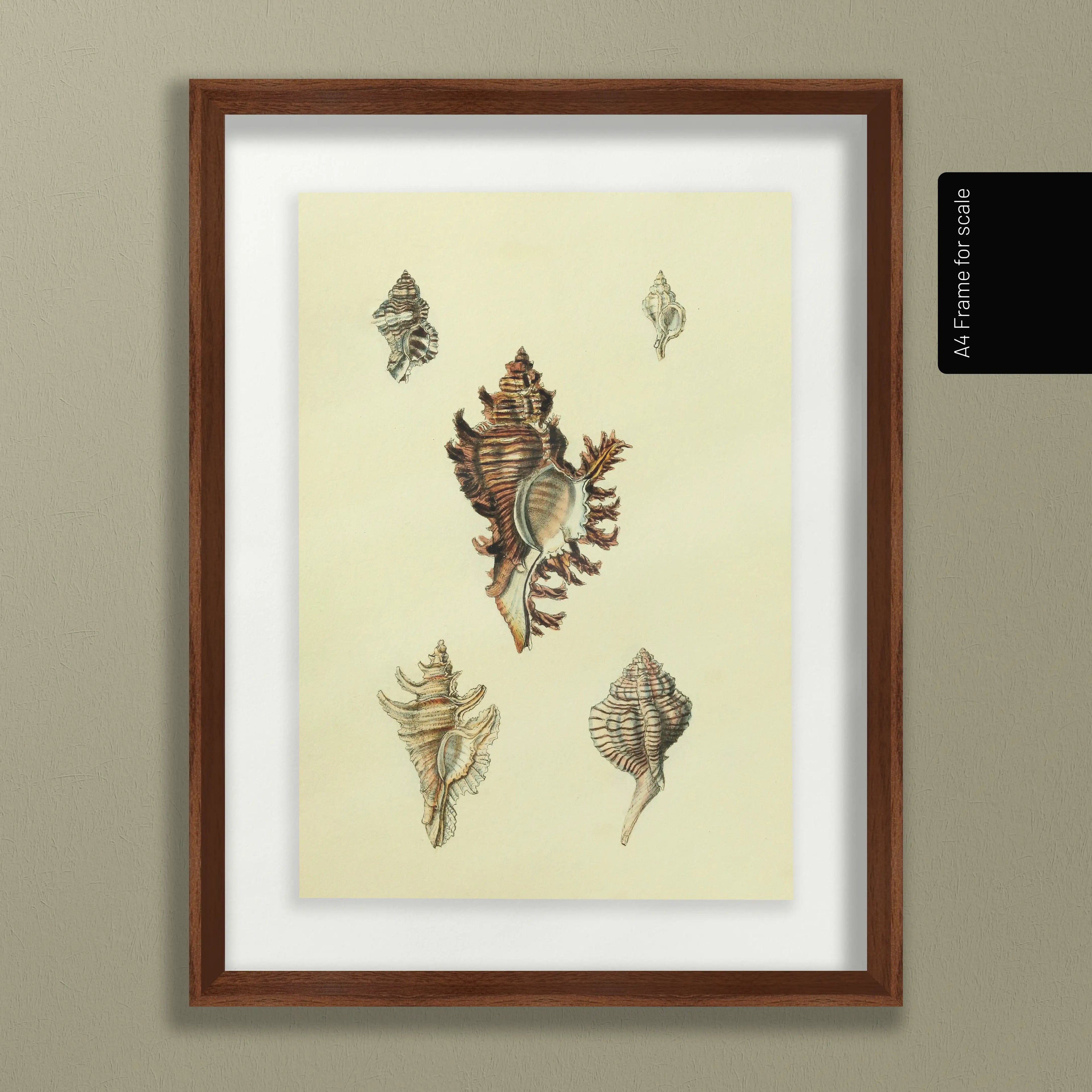 Natural History: Plate No. 15