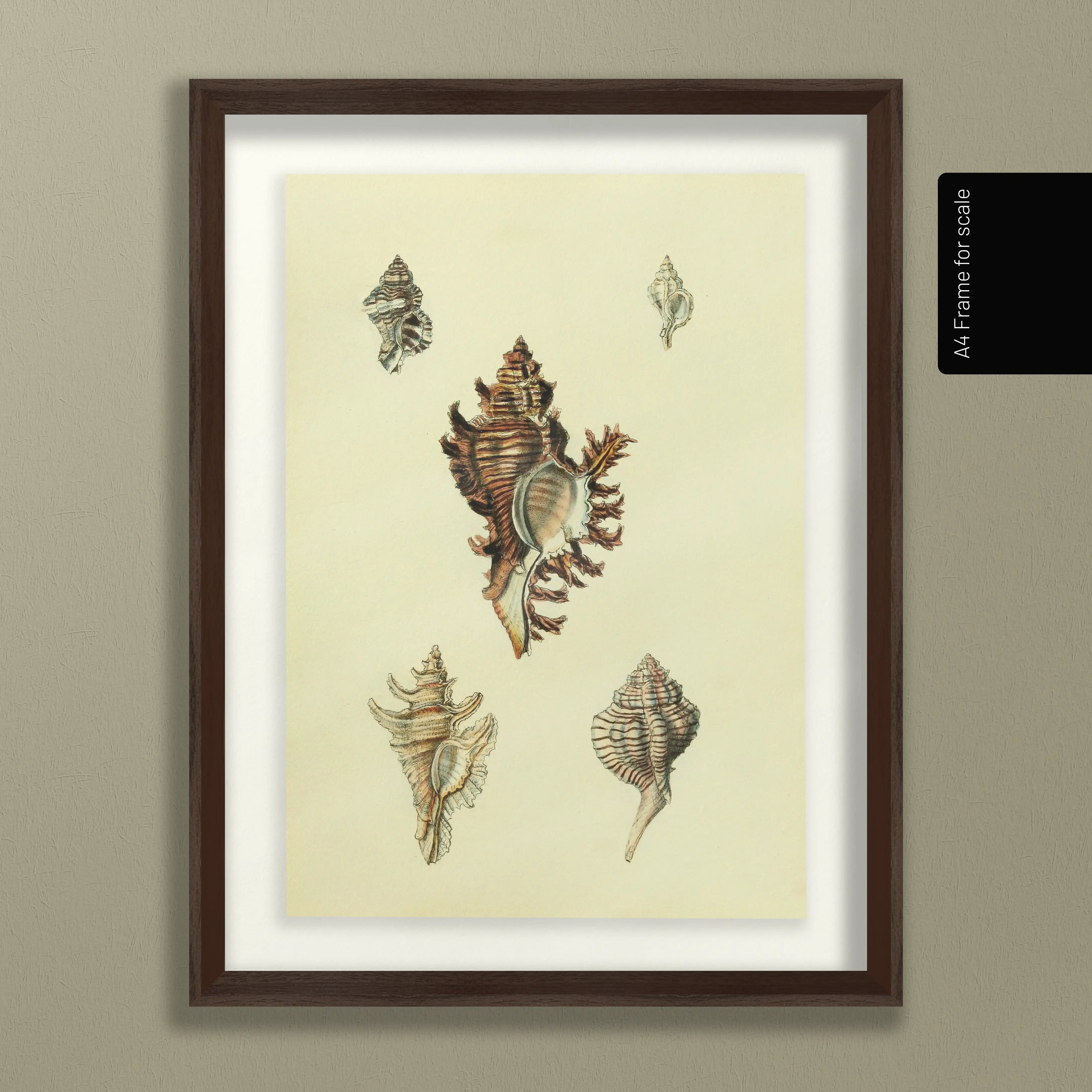 Natural History: Plate No. 15