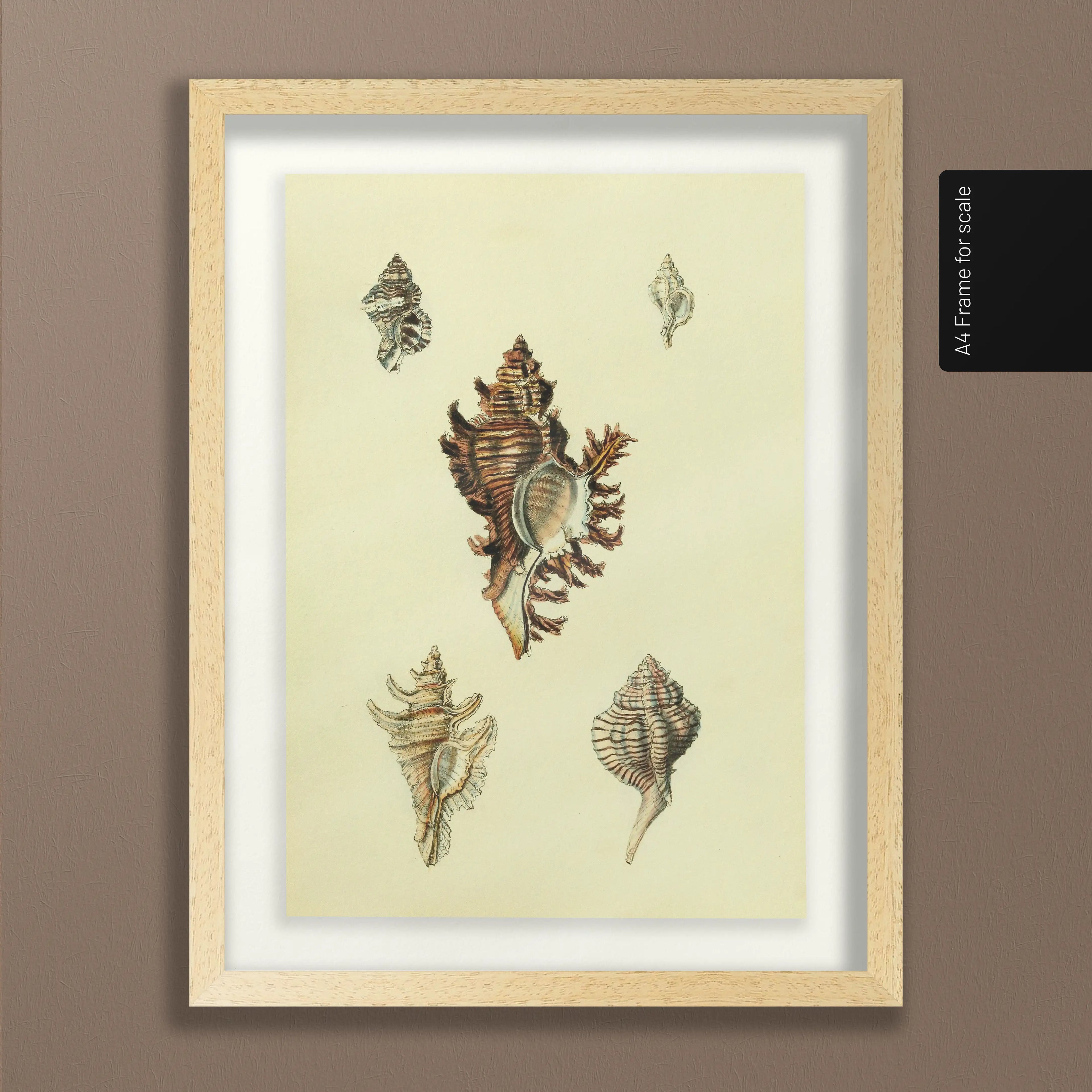 Natural History: Plate No. 15