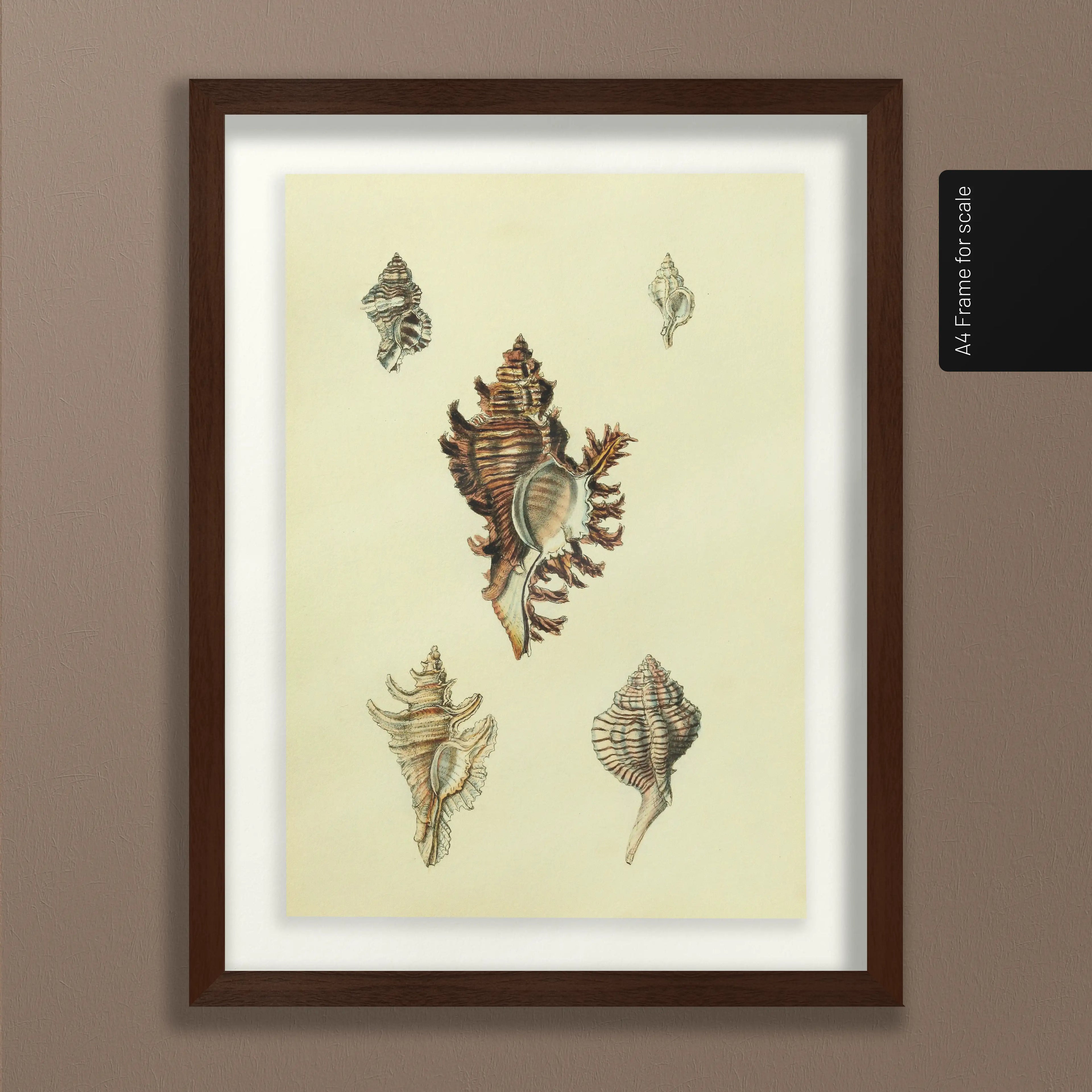 Natural History: Plate No. 15