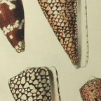 Natural History: Plate No. 16