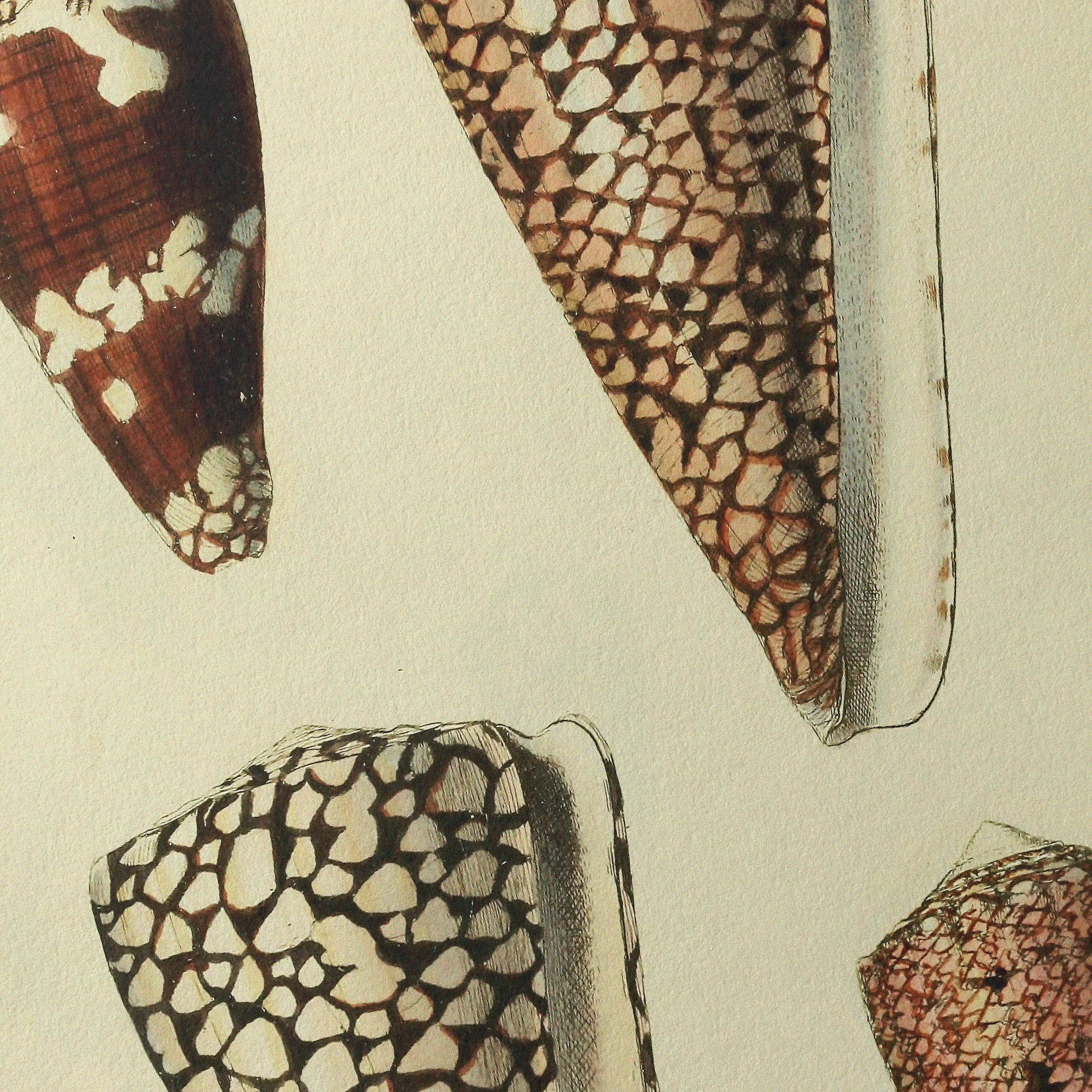 Natural History: Plate No. 16