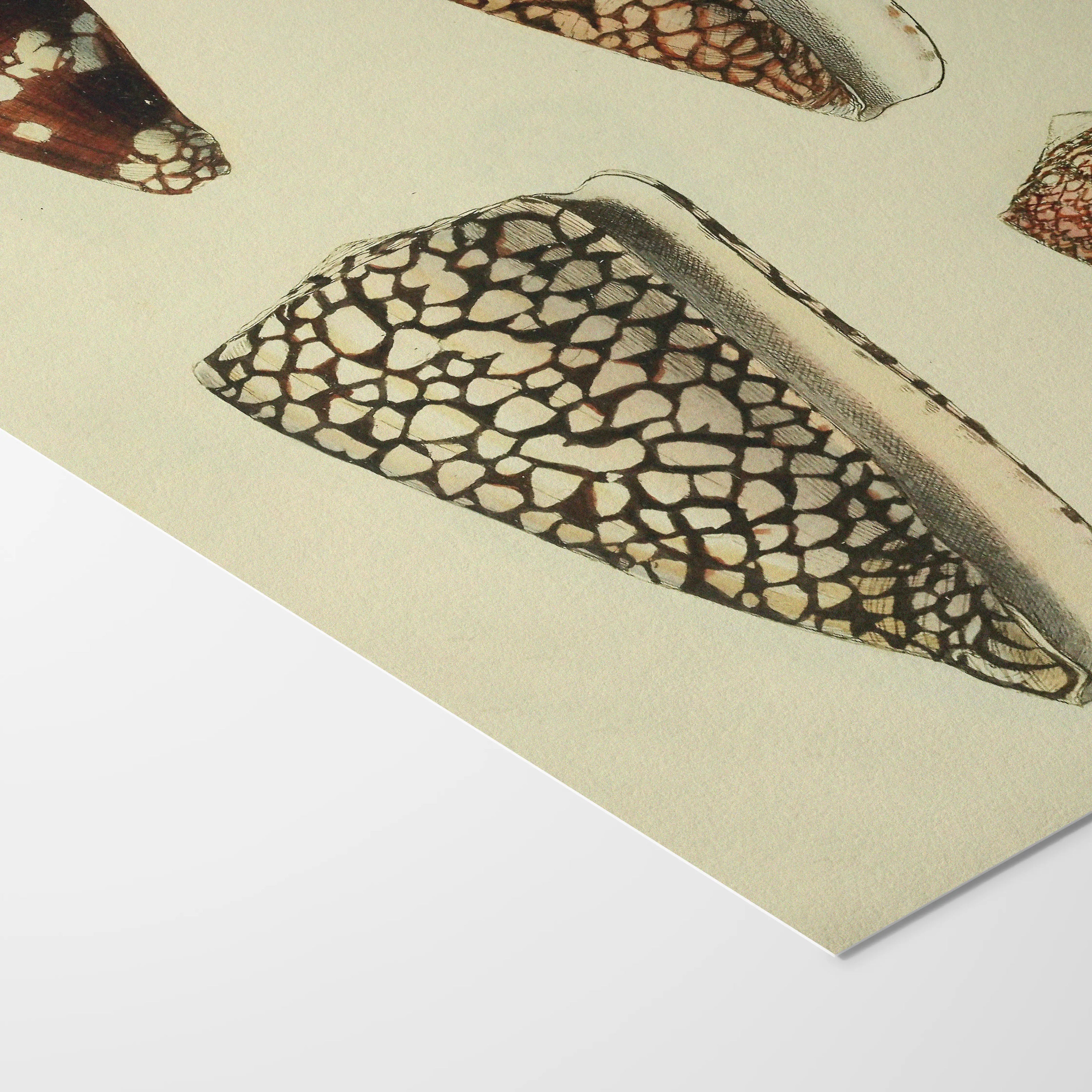 Natural History: Plate No. 16