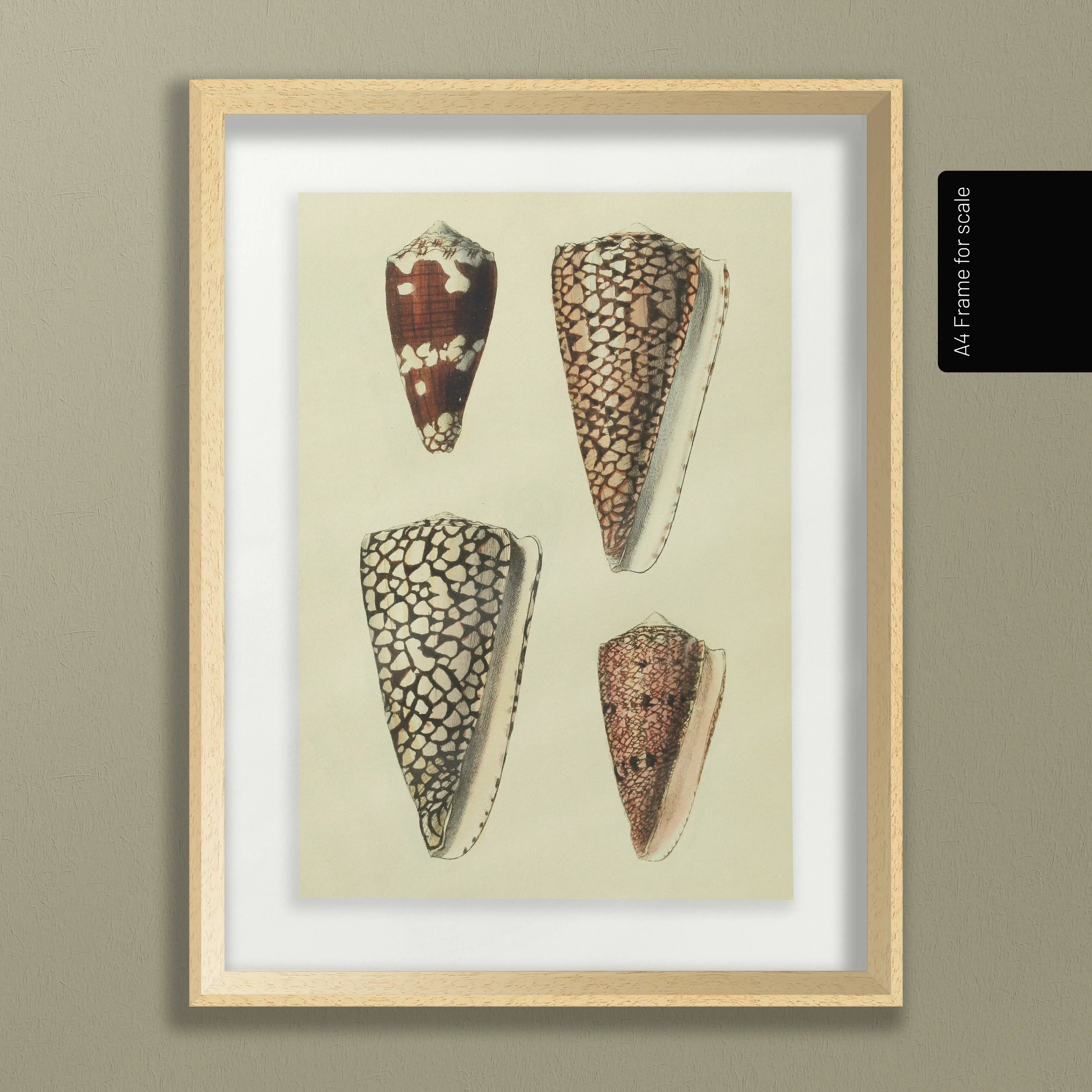 Natural History: Plate No. 16