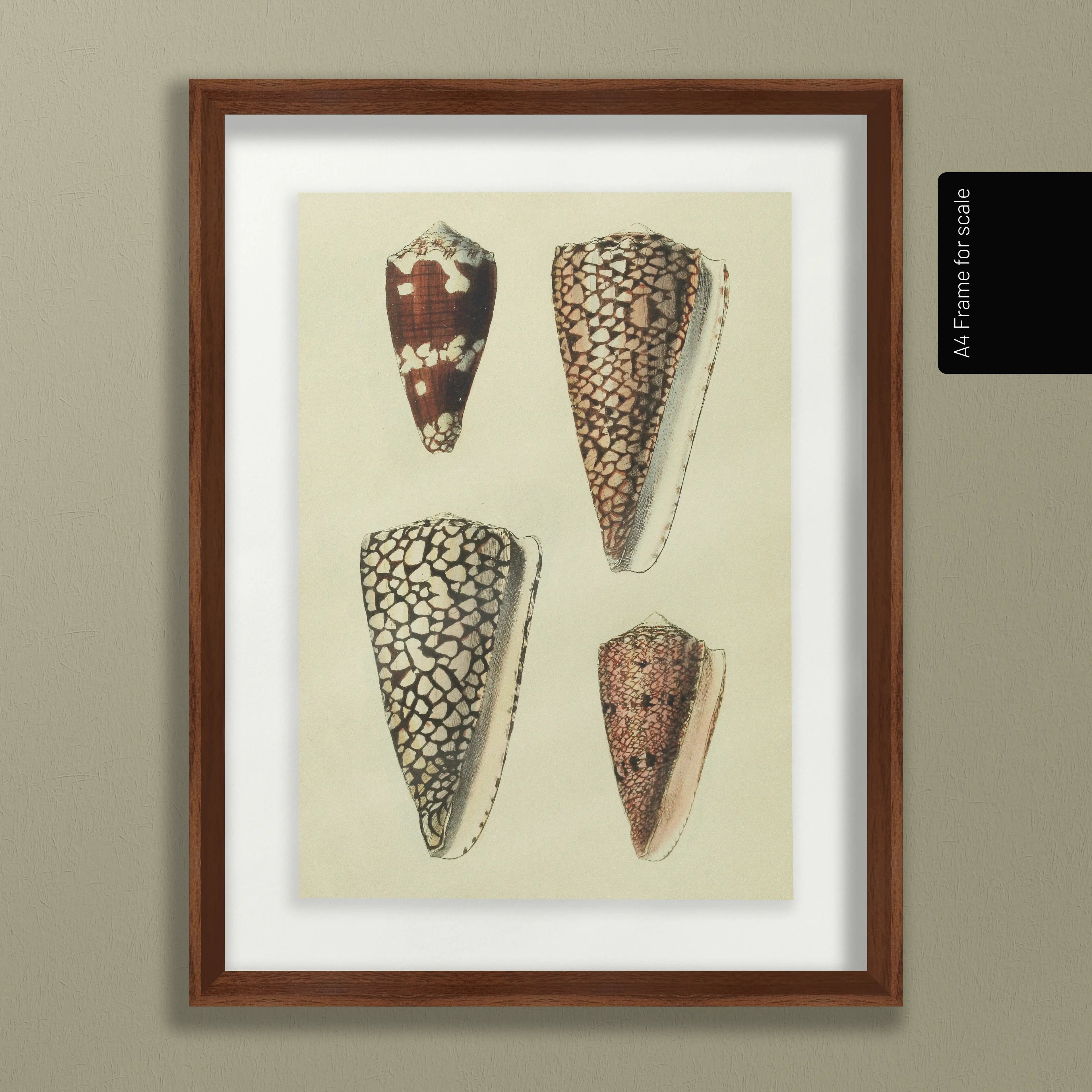 Natural History: Plate No. 16