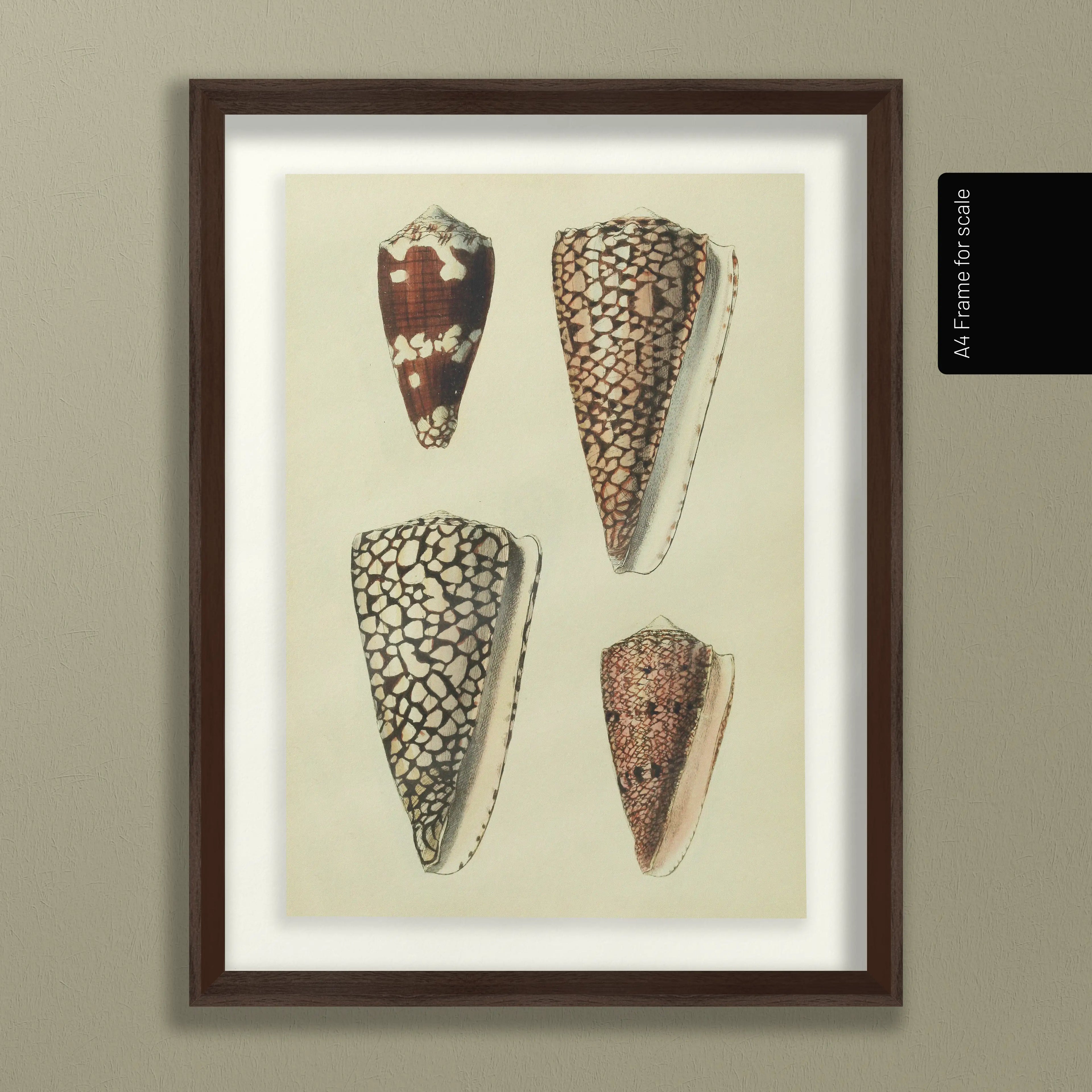 Natural History: Plate No. 16